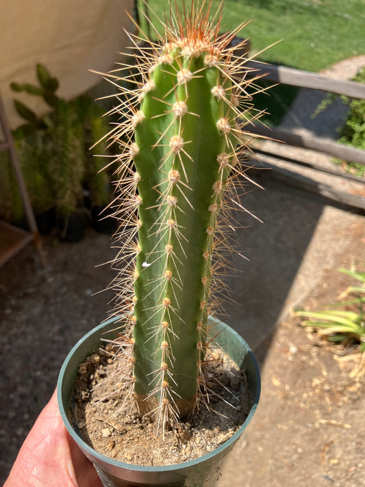 Pilosocereus gounellei Xique Cactus 7" Tall #77P