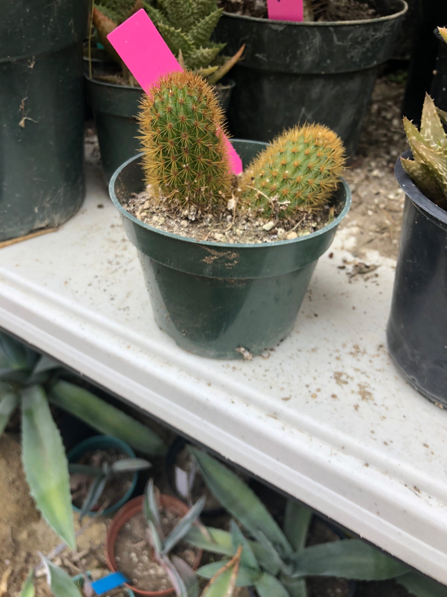 Cleistocactus winteri Golden Rat Tail Cactus 2.5”Tall #26P