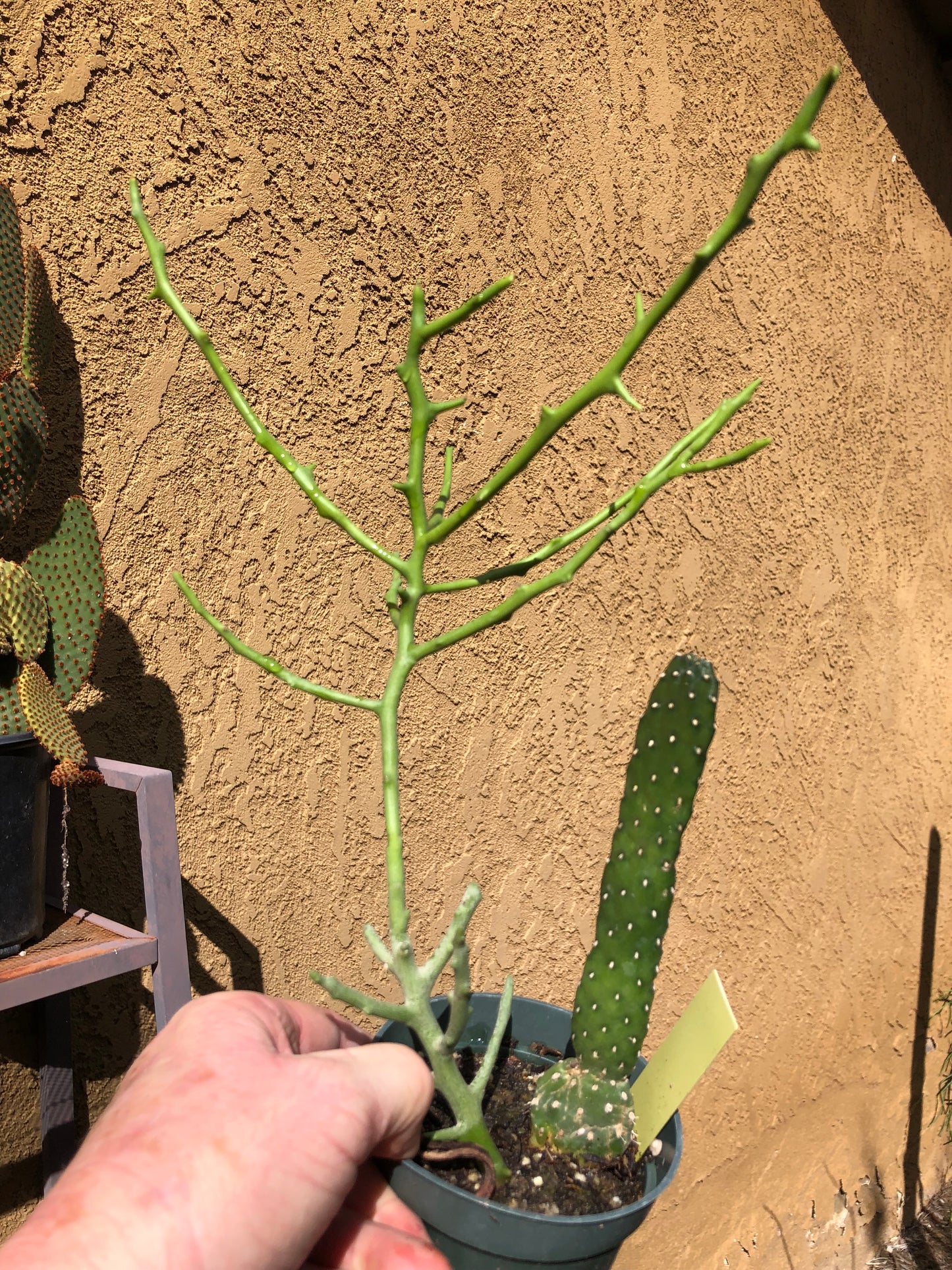 Euphorbia Tirucalli Briar Patch 12”Tall #128Y Road Kill Cactus Included