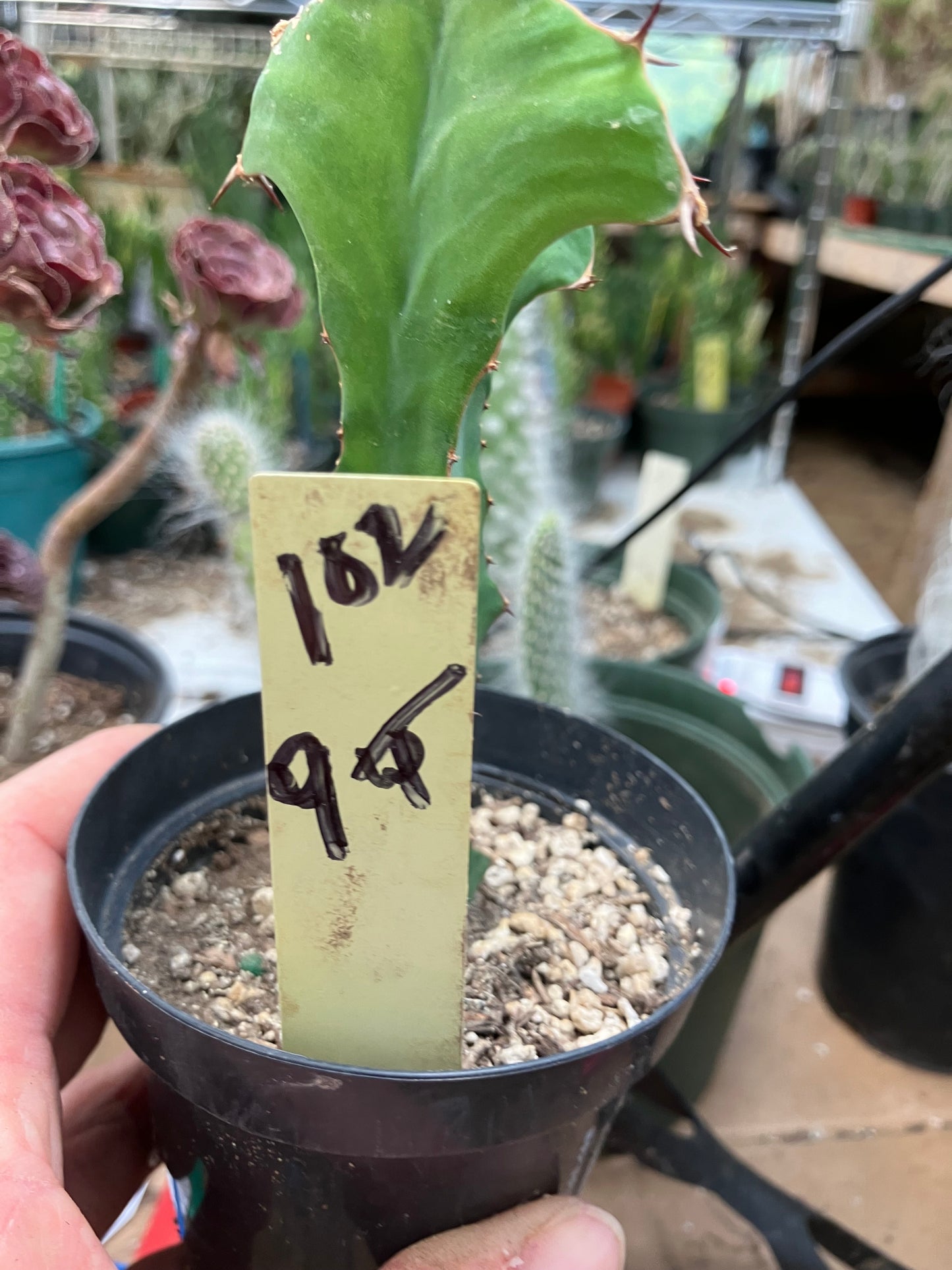 Euphorbia pseudocactus Zig Zag 9”Tall #102Y