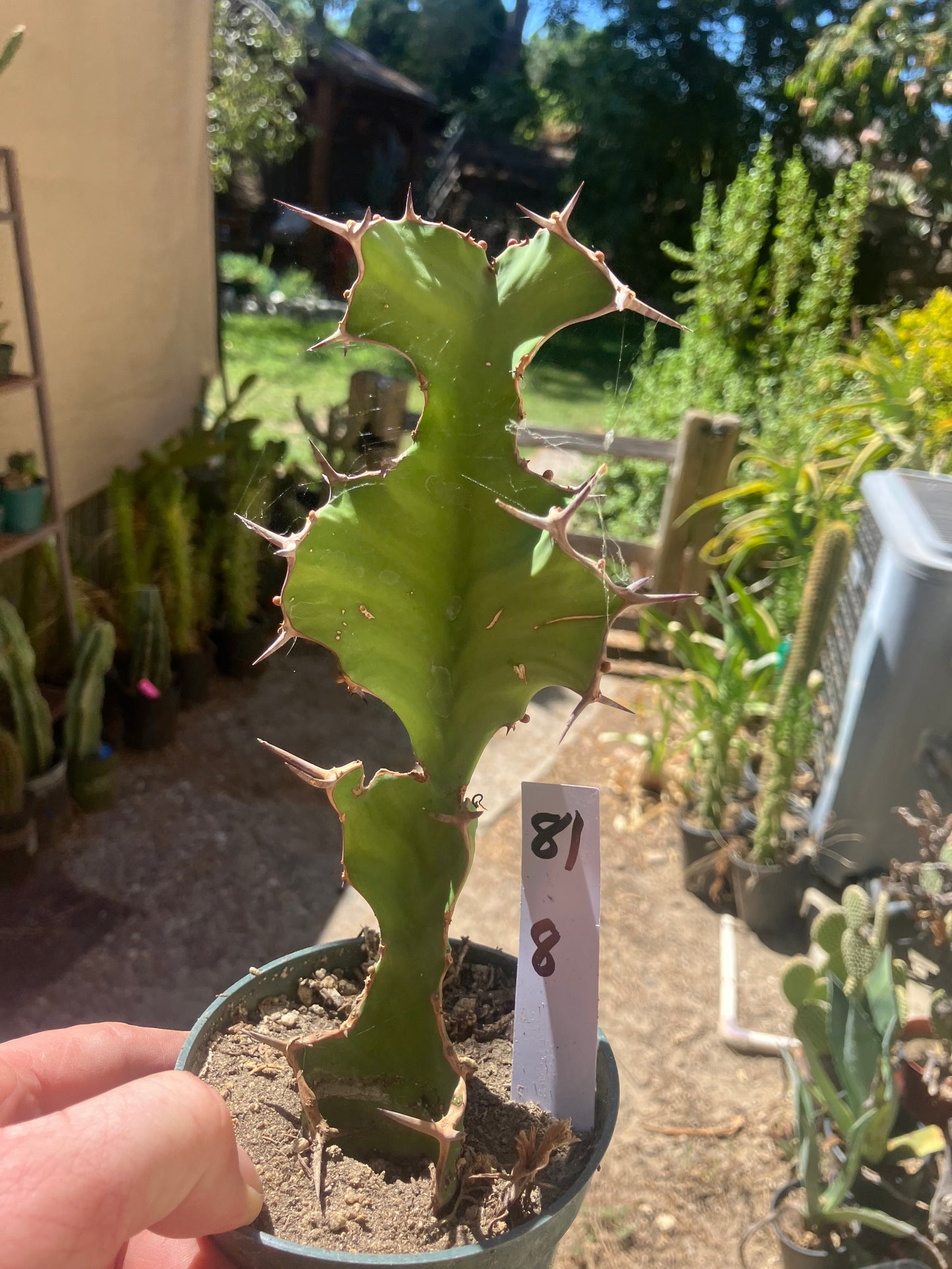 Euphorbia pseudocactus Zig Zag 8”Tall #81W