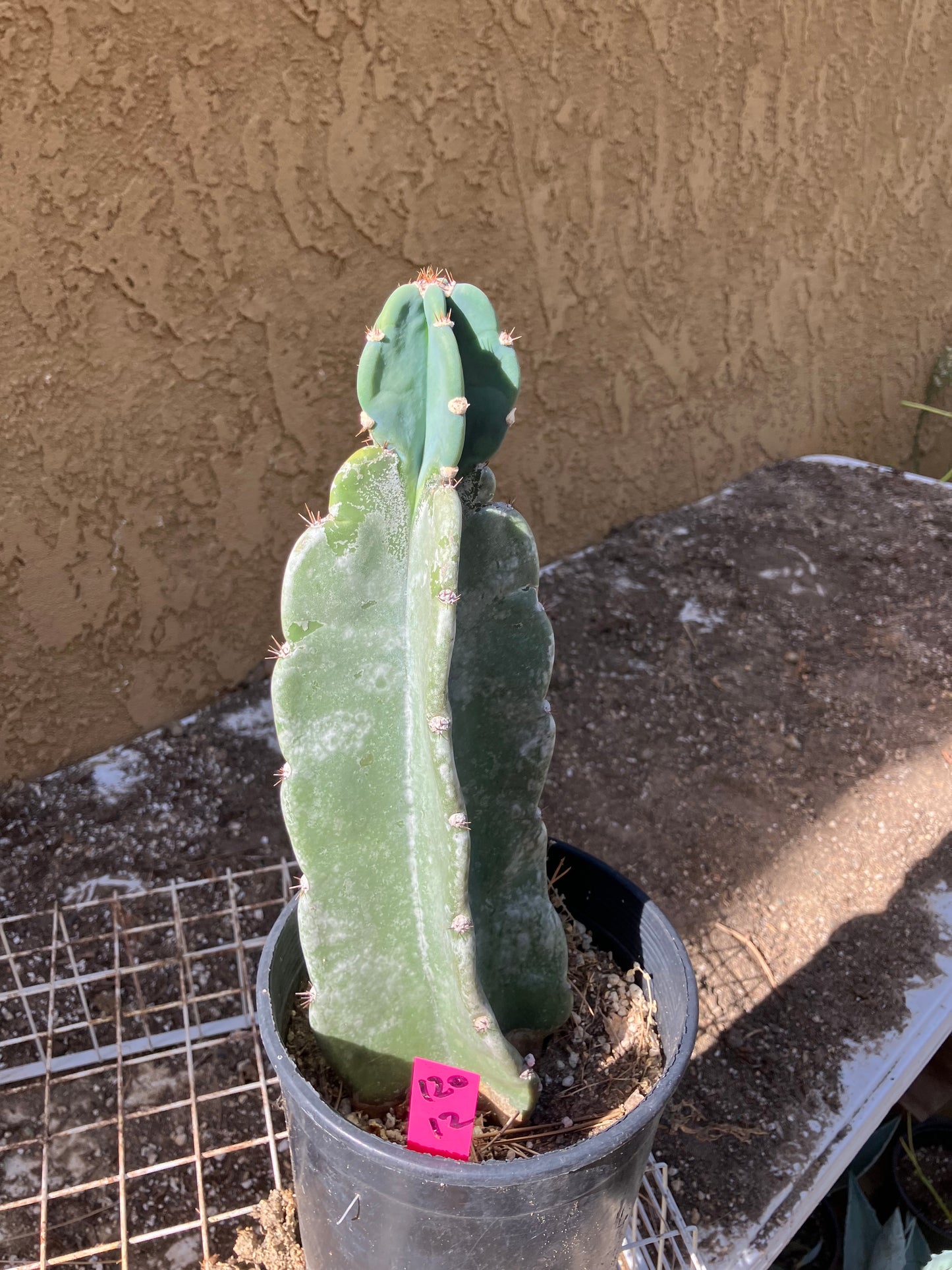 Cereus Peruvianus  Night Blooming 12"Tall  #120P