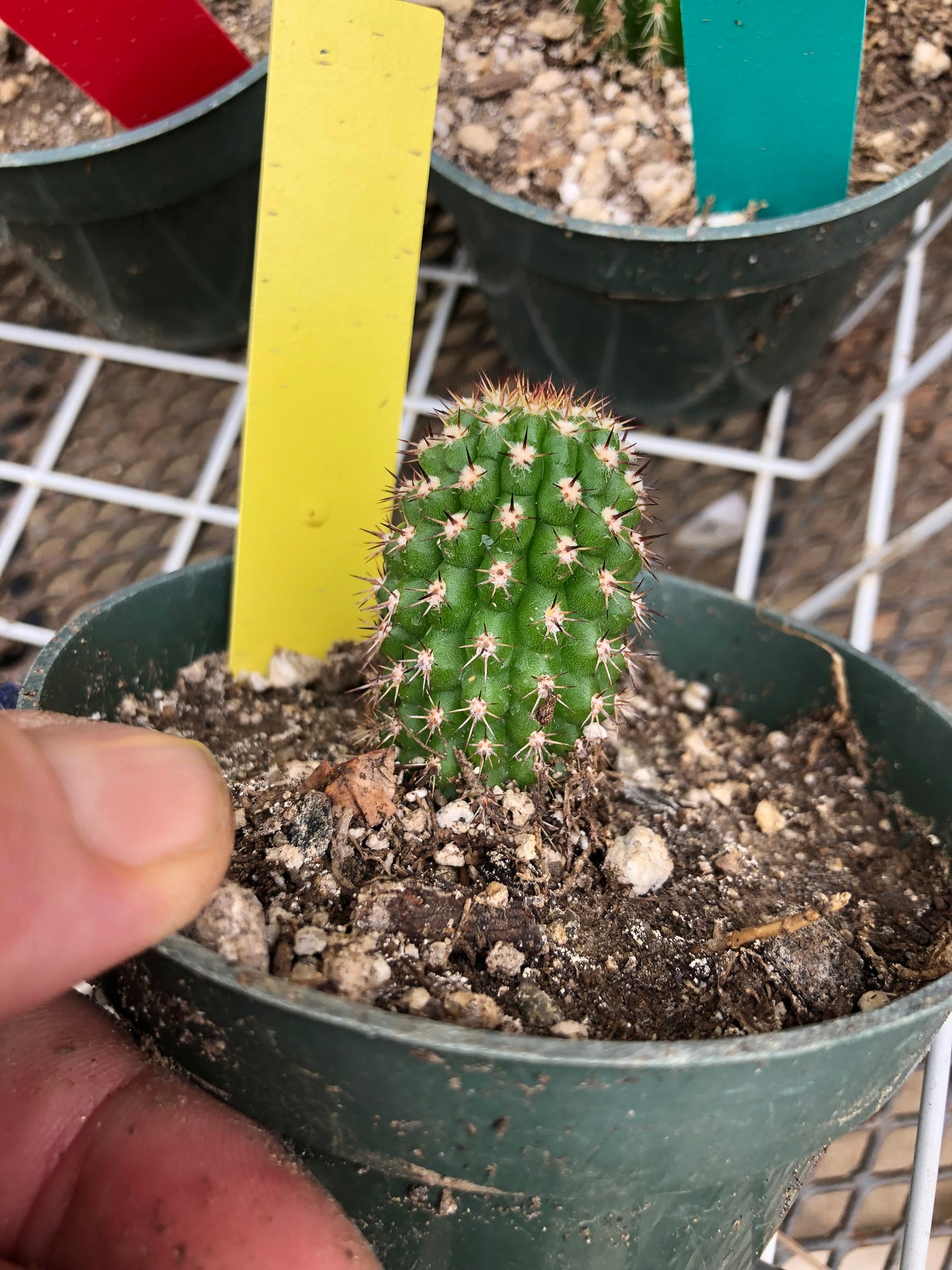 Trichocereus brevispinulosus Indian Comb Cactus 2"Tall #2Y