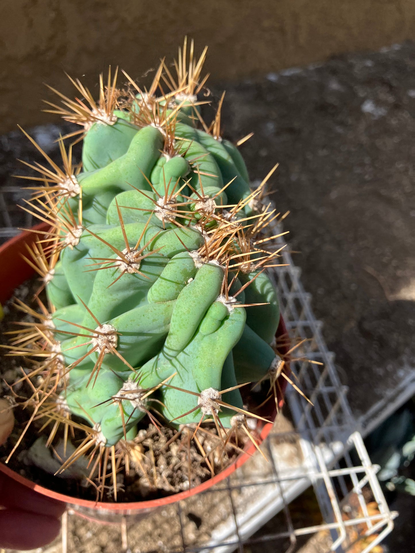 Cereus Peruvianus Monstrose Night Blooming 5" Tall 5.5"Wide #555Y