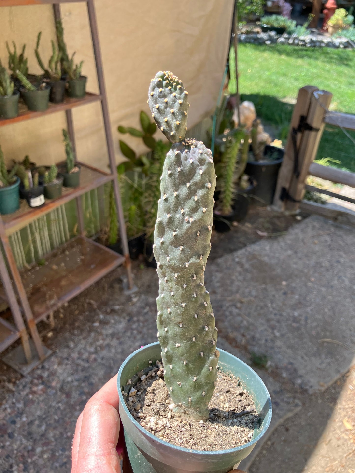 Opuntia Consolea rubescens Road Kill Cactus 10"Tall