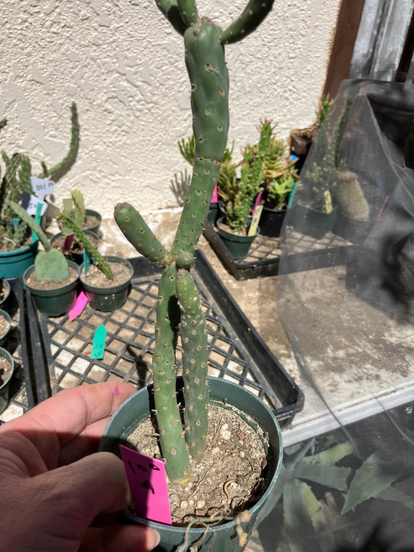 Cholla Cylindropuntia Imbricata  Buckhorn 9”Tall #100P