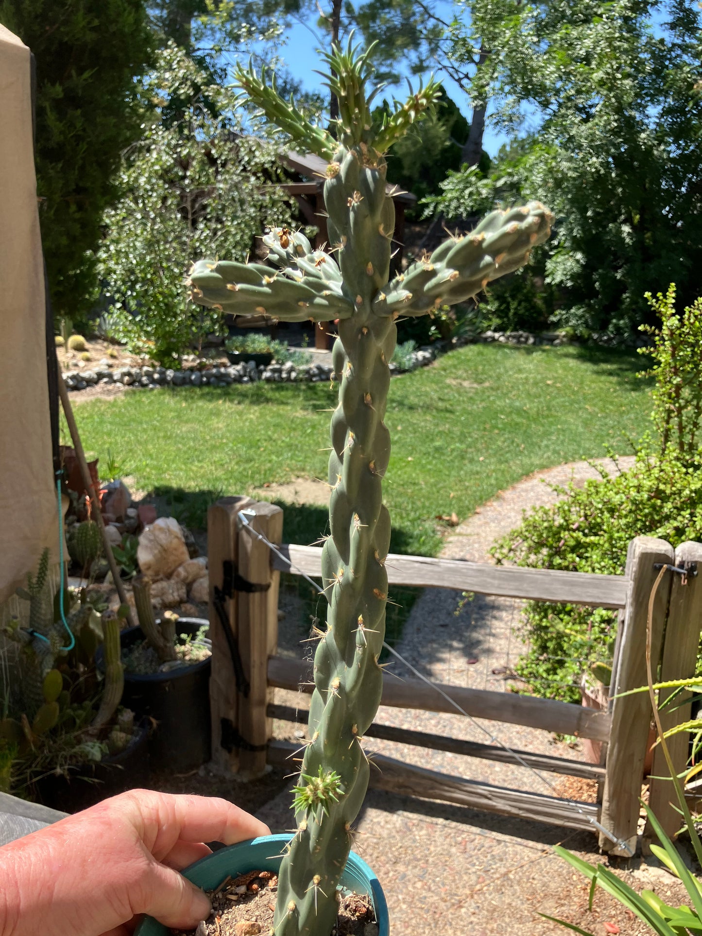 Cholla Cylindropuntia  Buckhorn  Cactus 17”Tall #051P