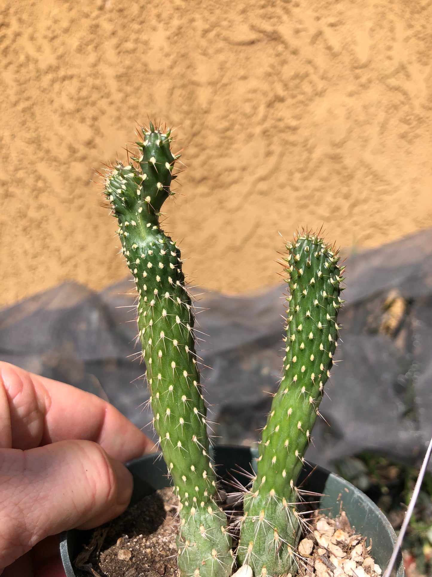 Cylindropuntia fulgida Cholla Boxing Glove Cactus Crest 5"Tall #3W