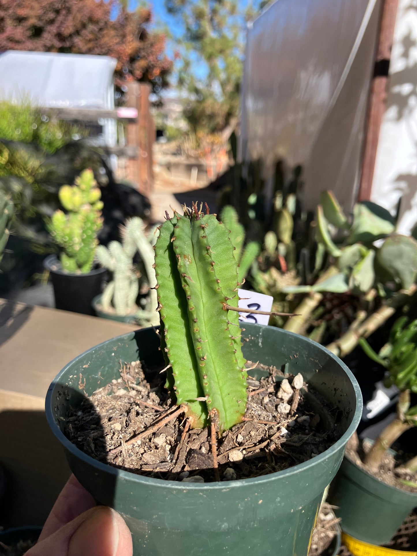 Euphorbia Horrida Noorsveldensis 3" Tall #33W