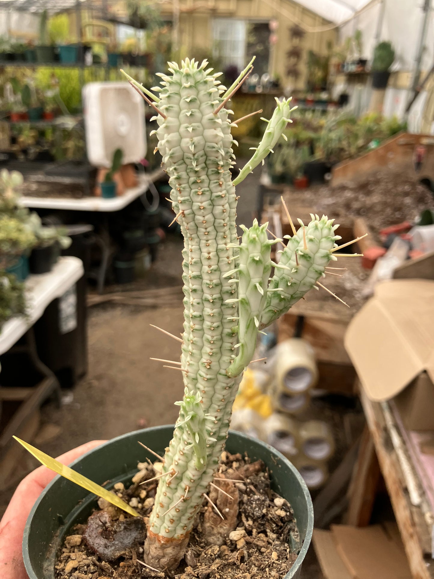 Euphorbia mammillarias variegata Corn Cob 8"Tall #6Y