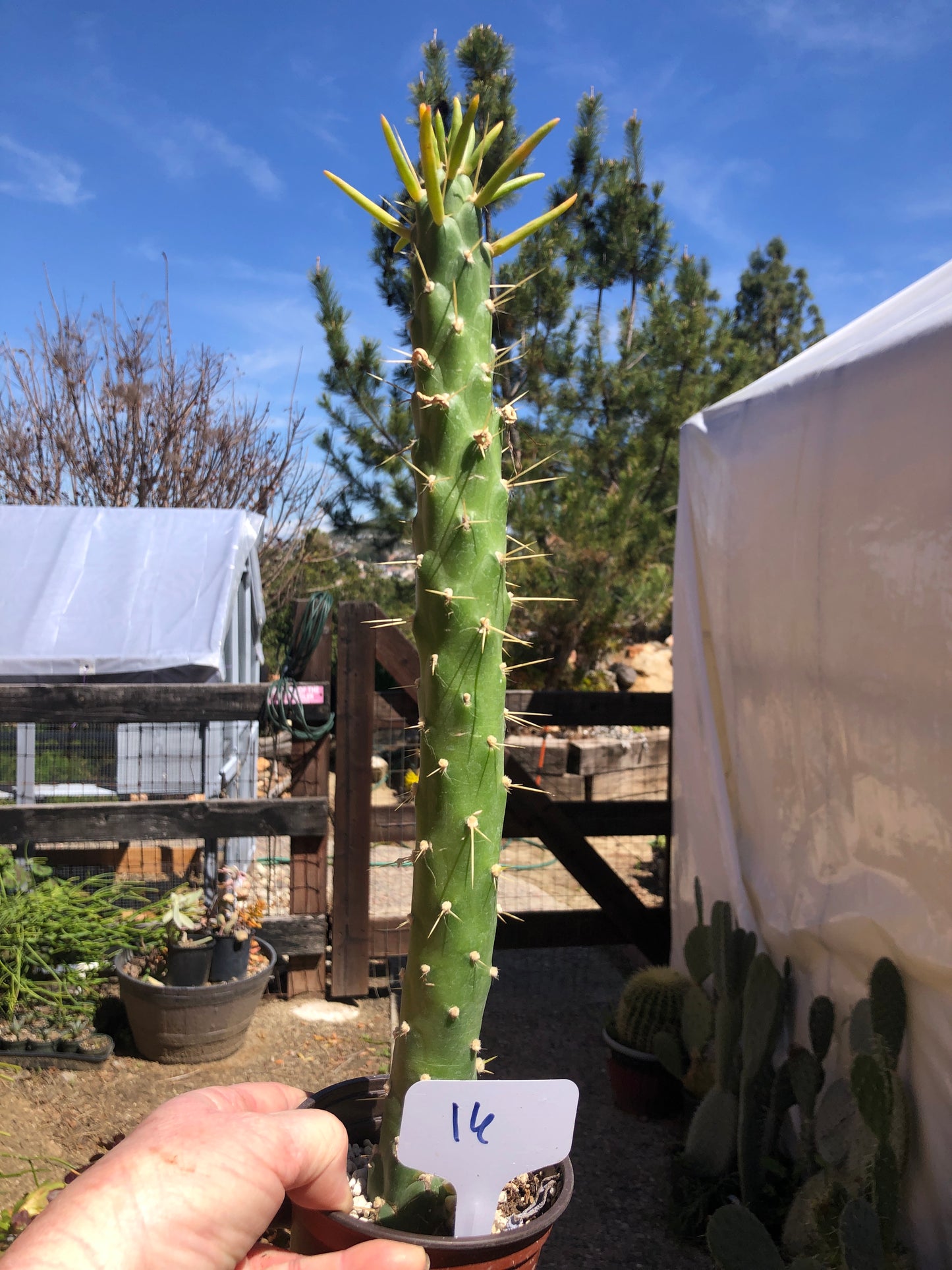 Austrocylindropuntia Full Size Eve's Needle 6"Tall #16W