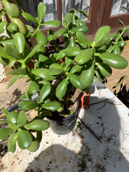 Crassula Ovata Money Jade 24”T 12”W #40B