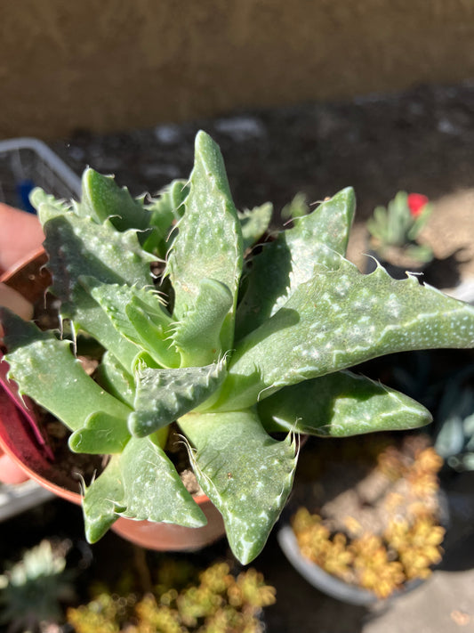 Faucaria tigrina Tiger Jaws 4"Wide #44P