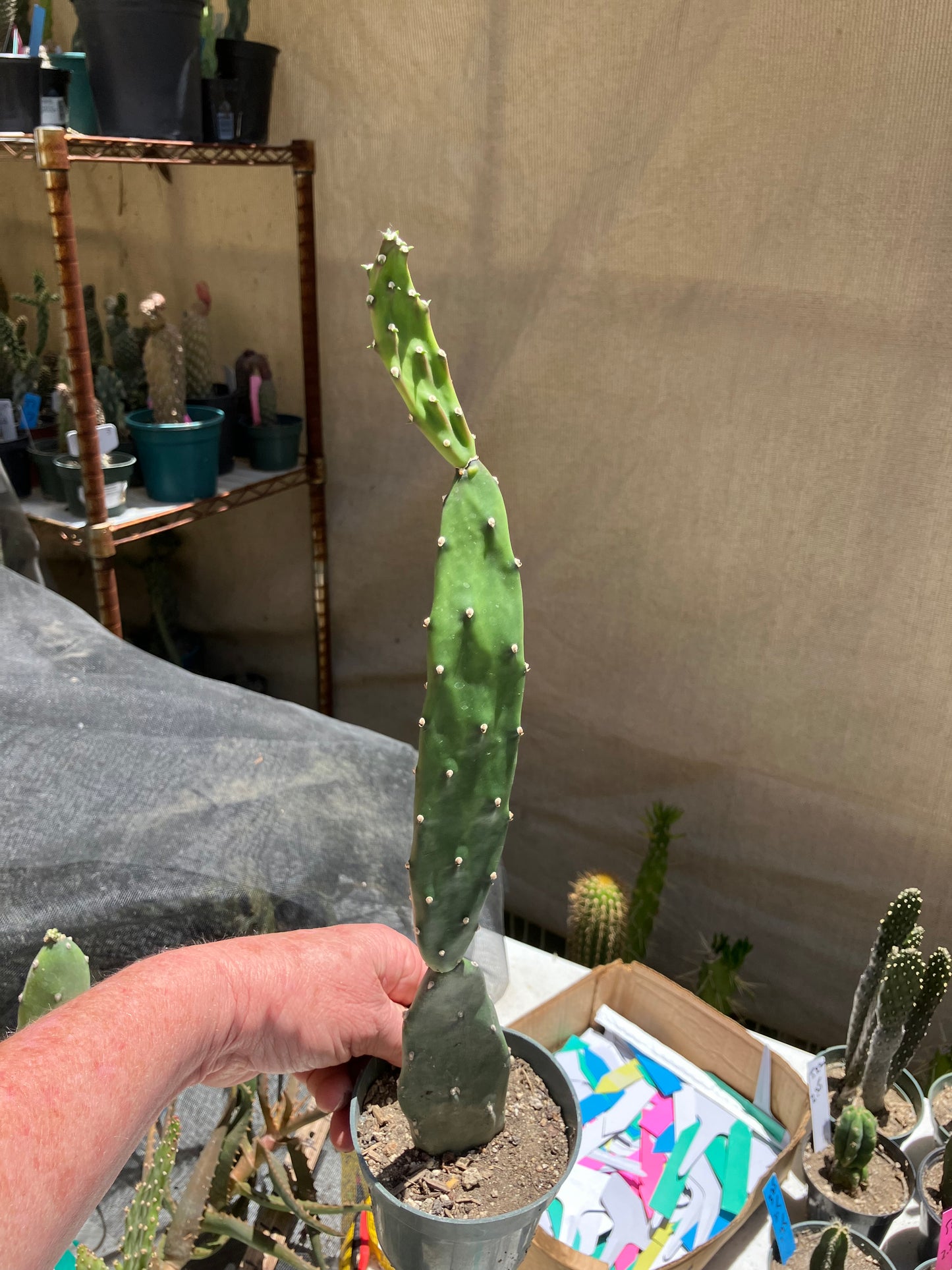 Opuntia canterae elata Cactus 15"Tall #151G*