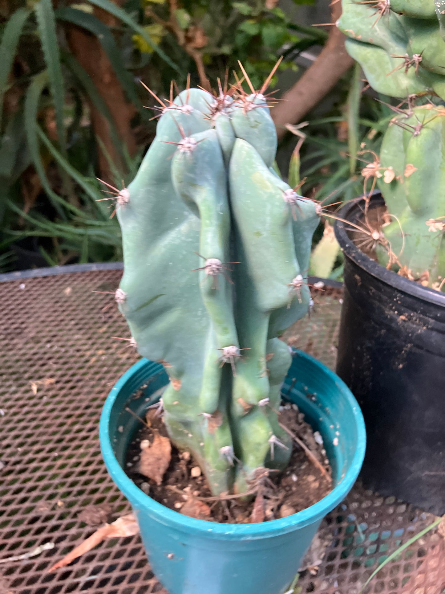 Cereus Peruvianus Monstrose Night Blooming 8”Tall #97Y