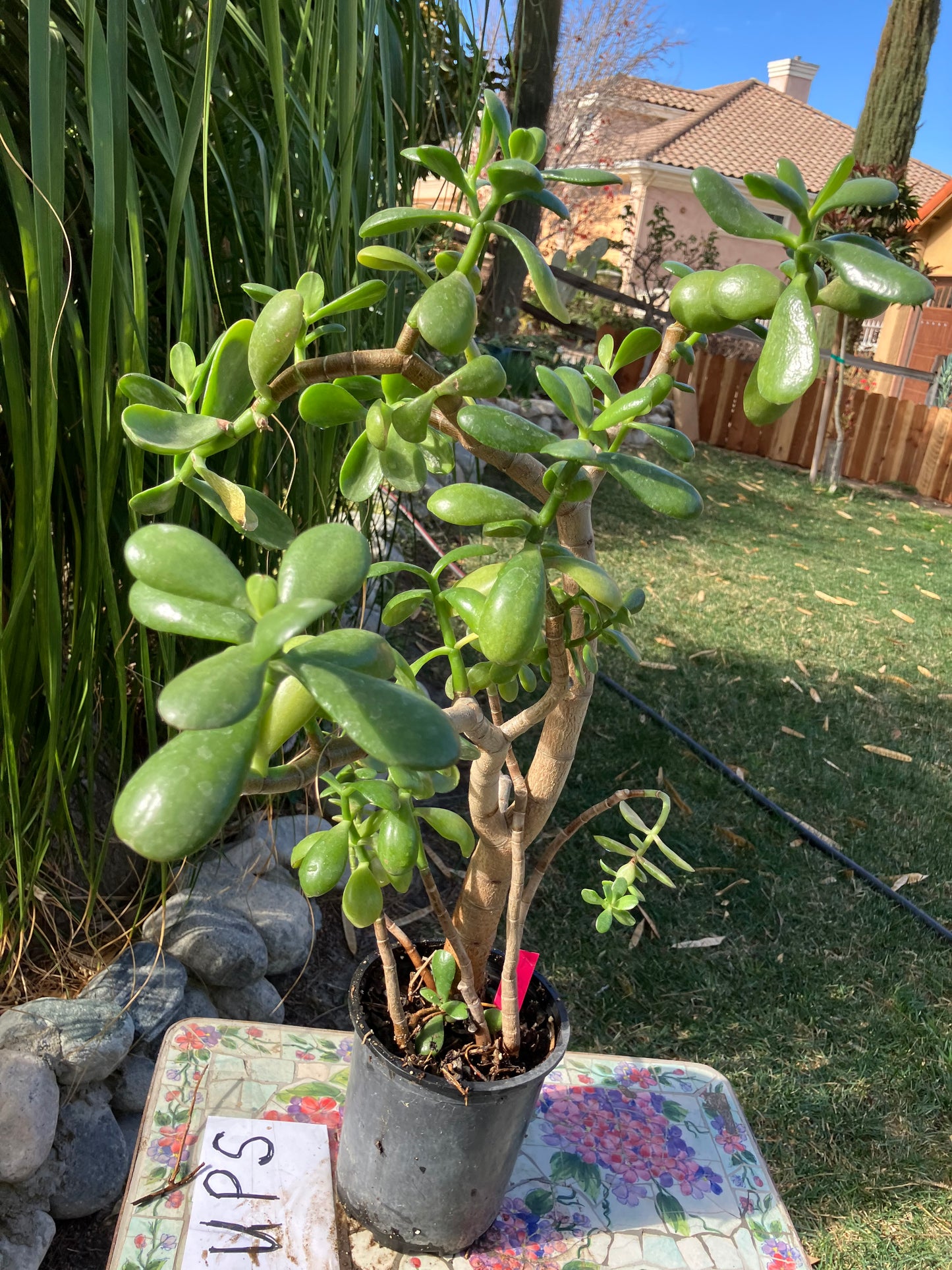 Crassula Ovata Money Jade 23”T 13"W #4P