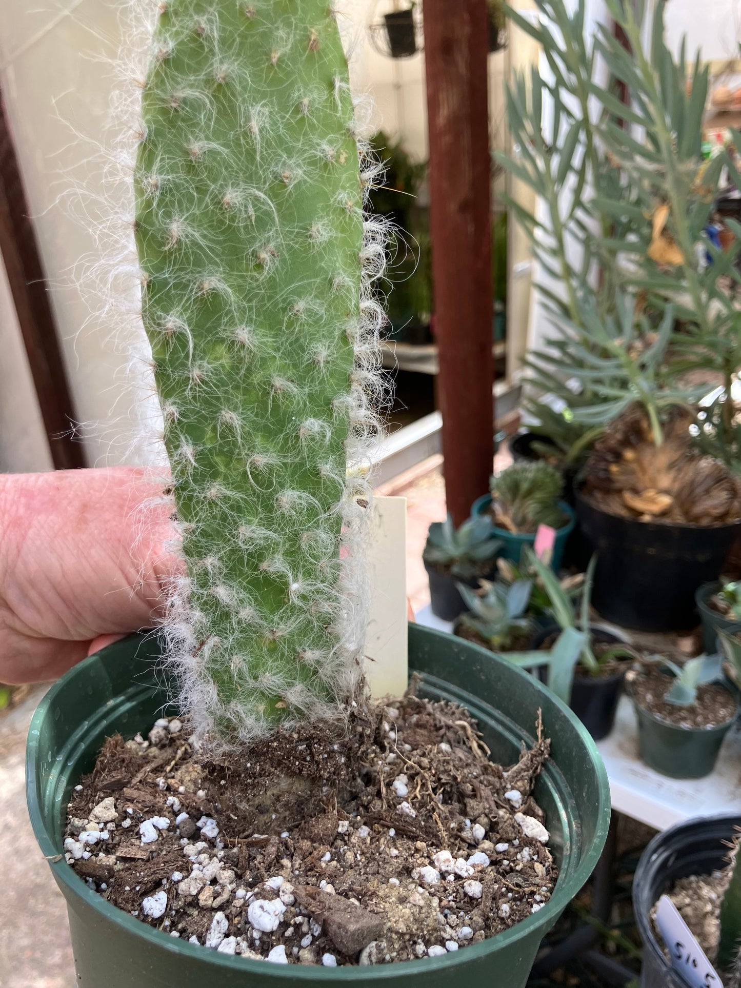 Opuntia erinacea ursine Snow Ponytail Cactus 8”Tall #89W