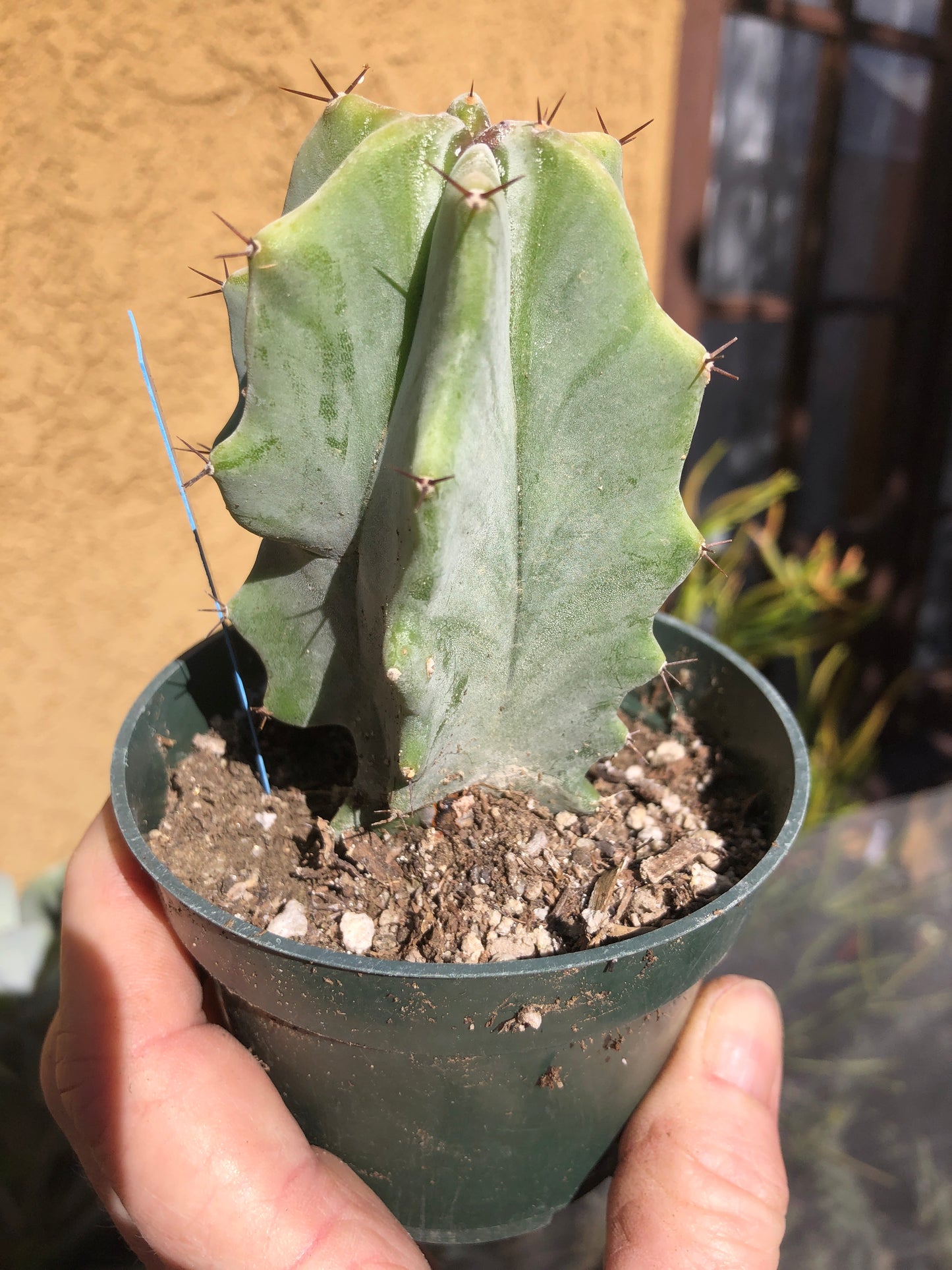 Lemaireocereus pruinosus Grey Ghost 4"Tall 2"Wide #5B