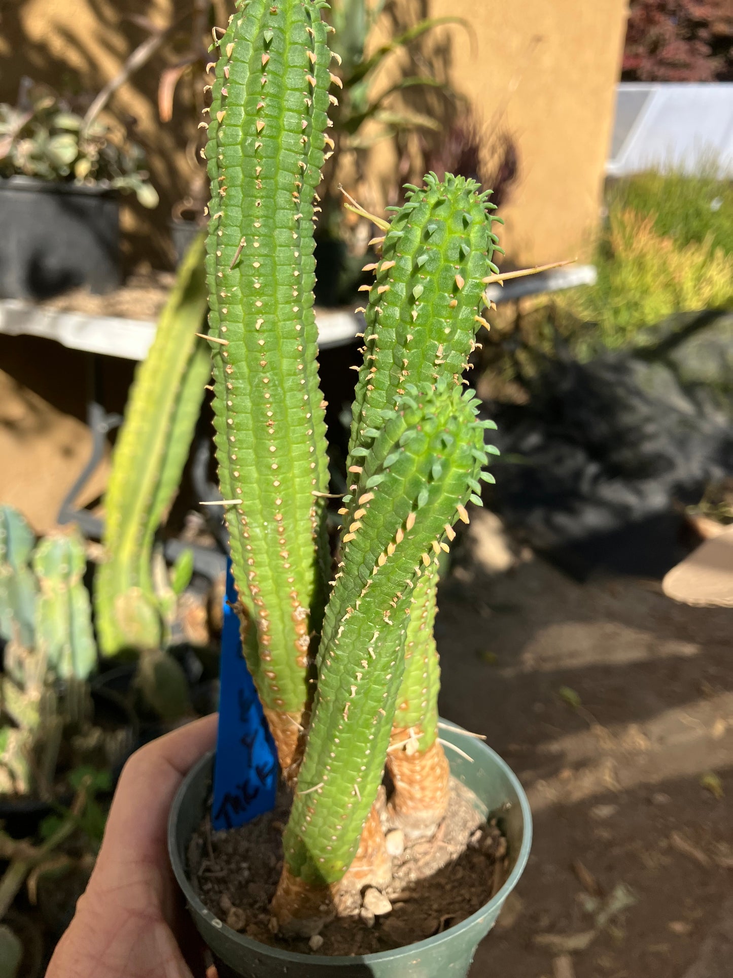 Euphorbia mammillarias Green Corn Cob 9"Tall #968B