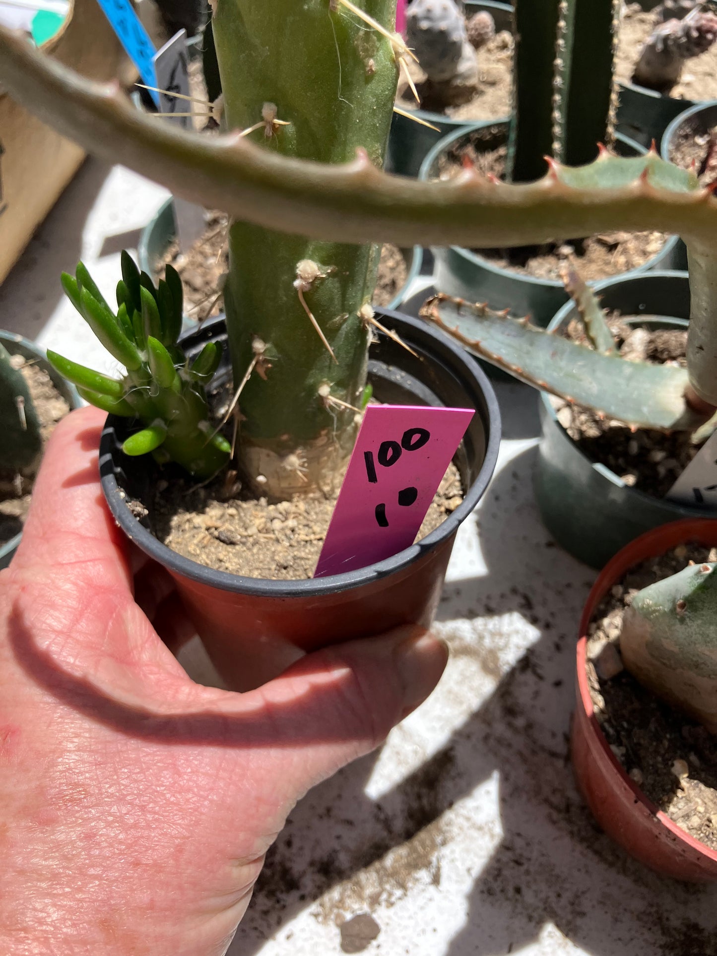 Austrocylindropuntia Full Size Eve's Needle 10"Tall #100P