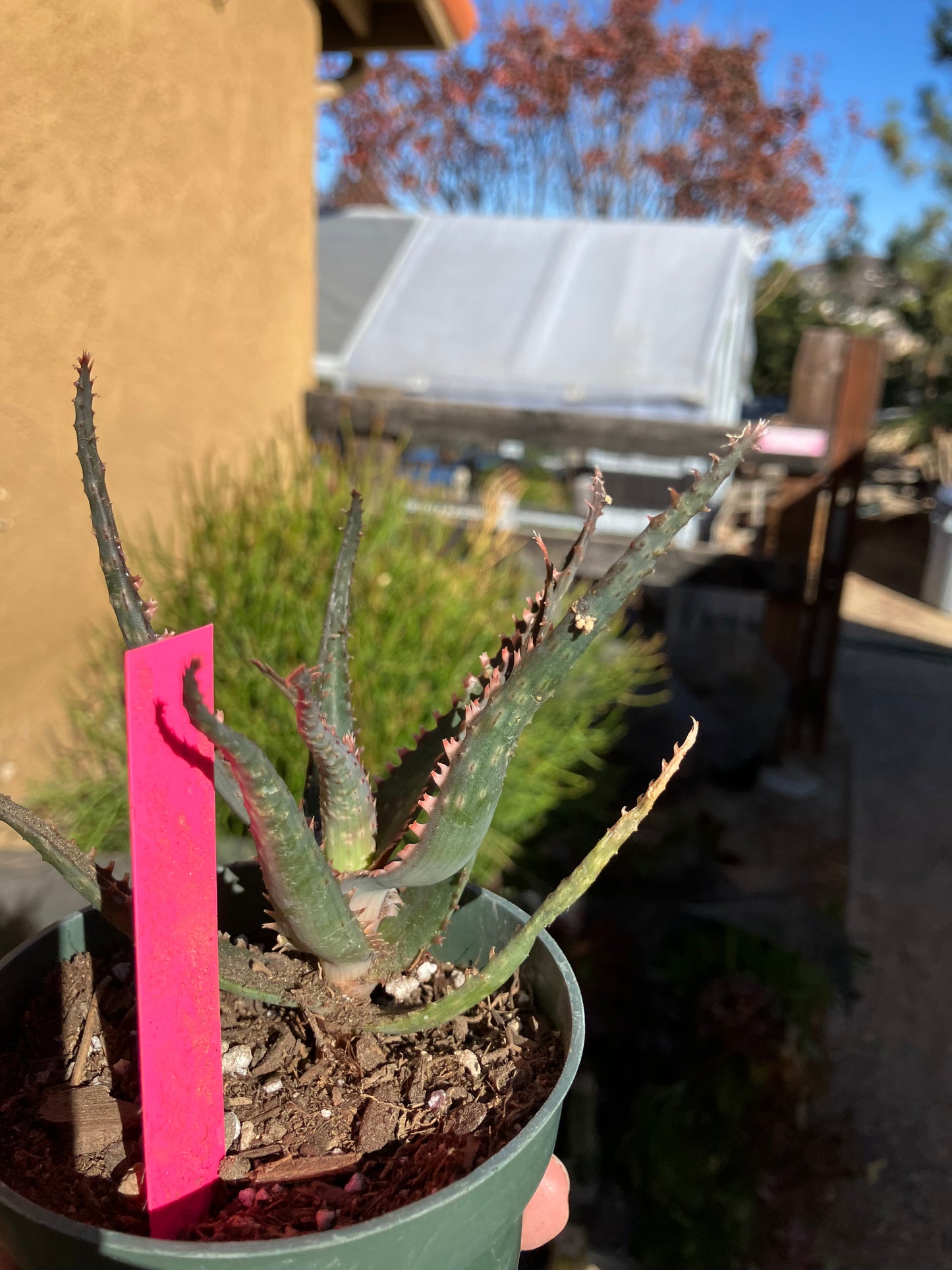 Aloe  Swordfish Succulent 4"Wide #1P