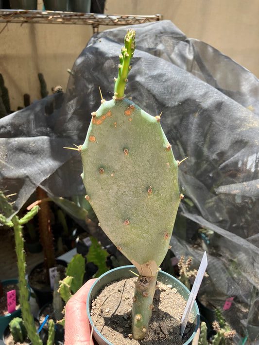 Opuntia Hybrid Cartwheel  "Hybrid Prickly Pear" 7"Tall #77W