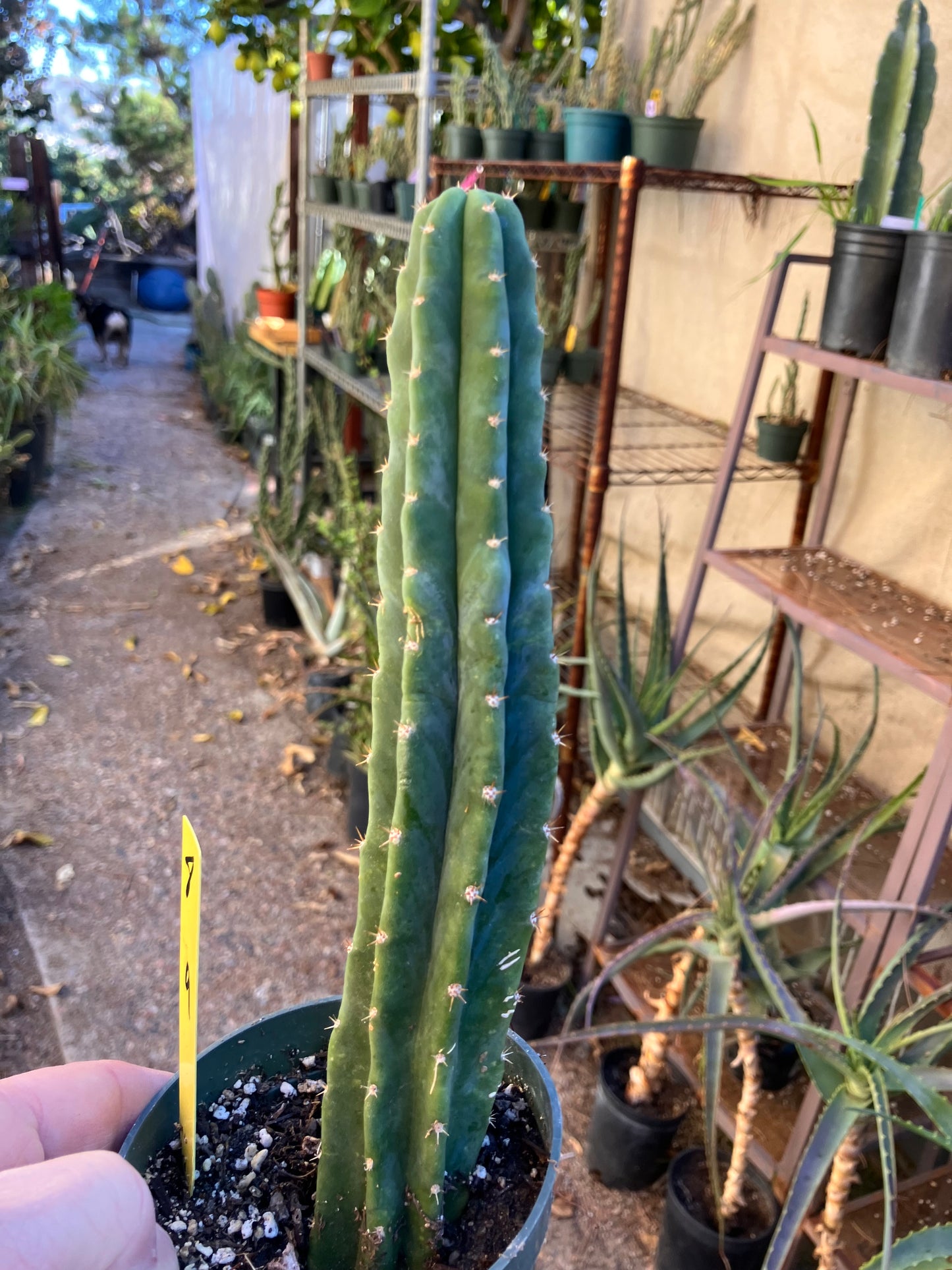 San Pedro Cactus - Trichocereus pachanoi 9"Tall #8y