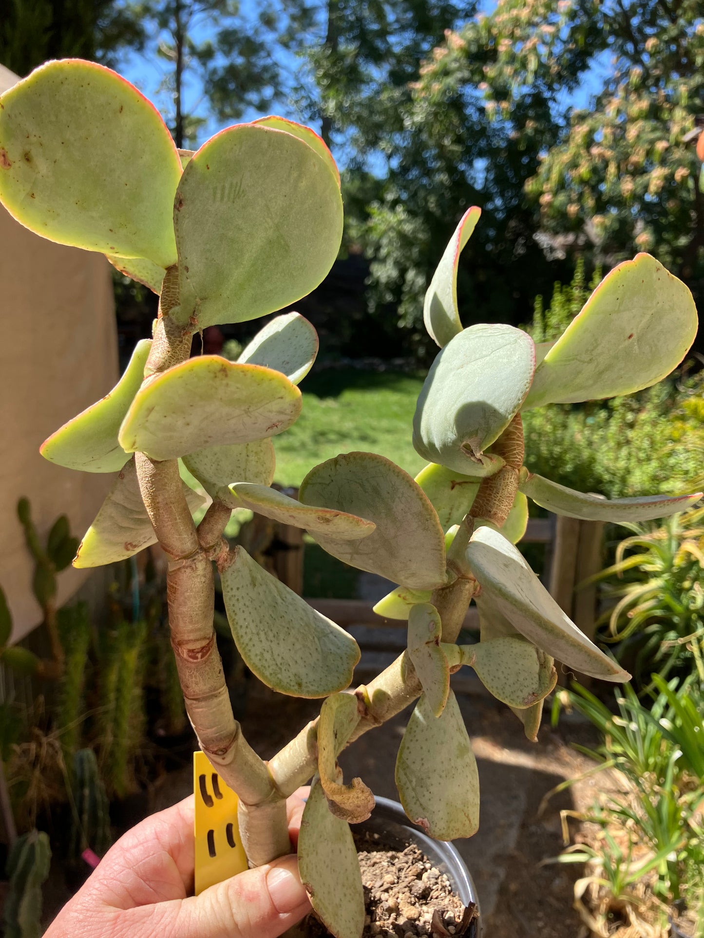 Crassula arborescens Silver Dollar 11”Tall #112Y