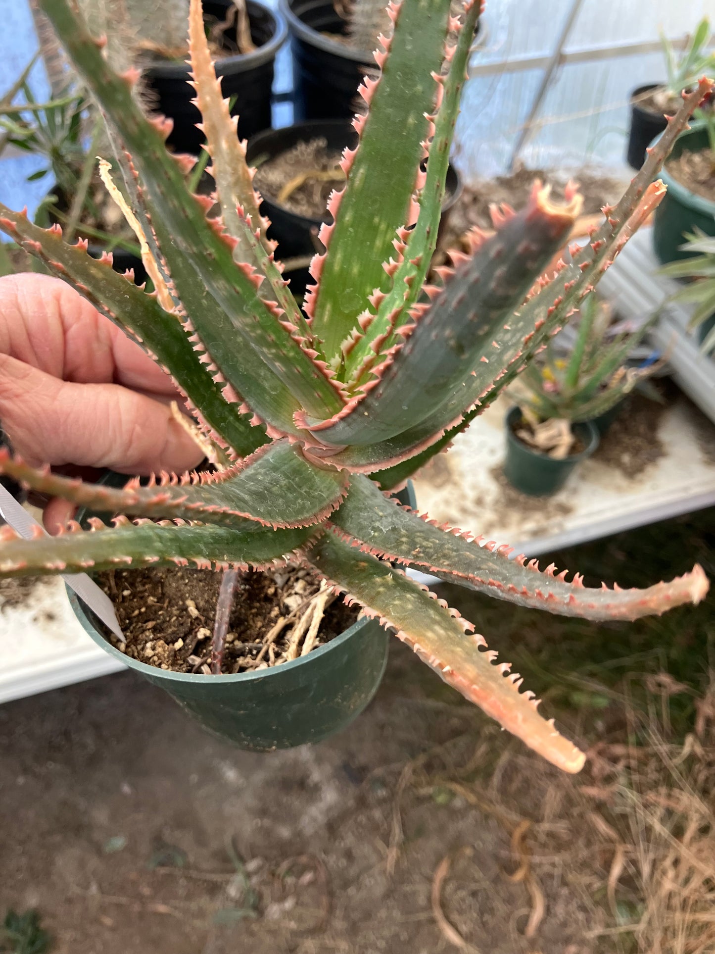 Aloe  Swordfish Succulent 8" Wide #100W