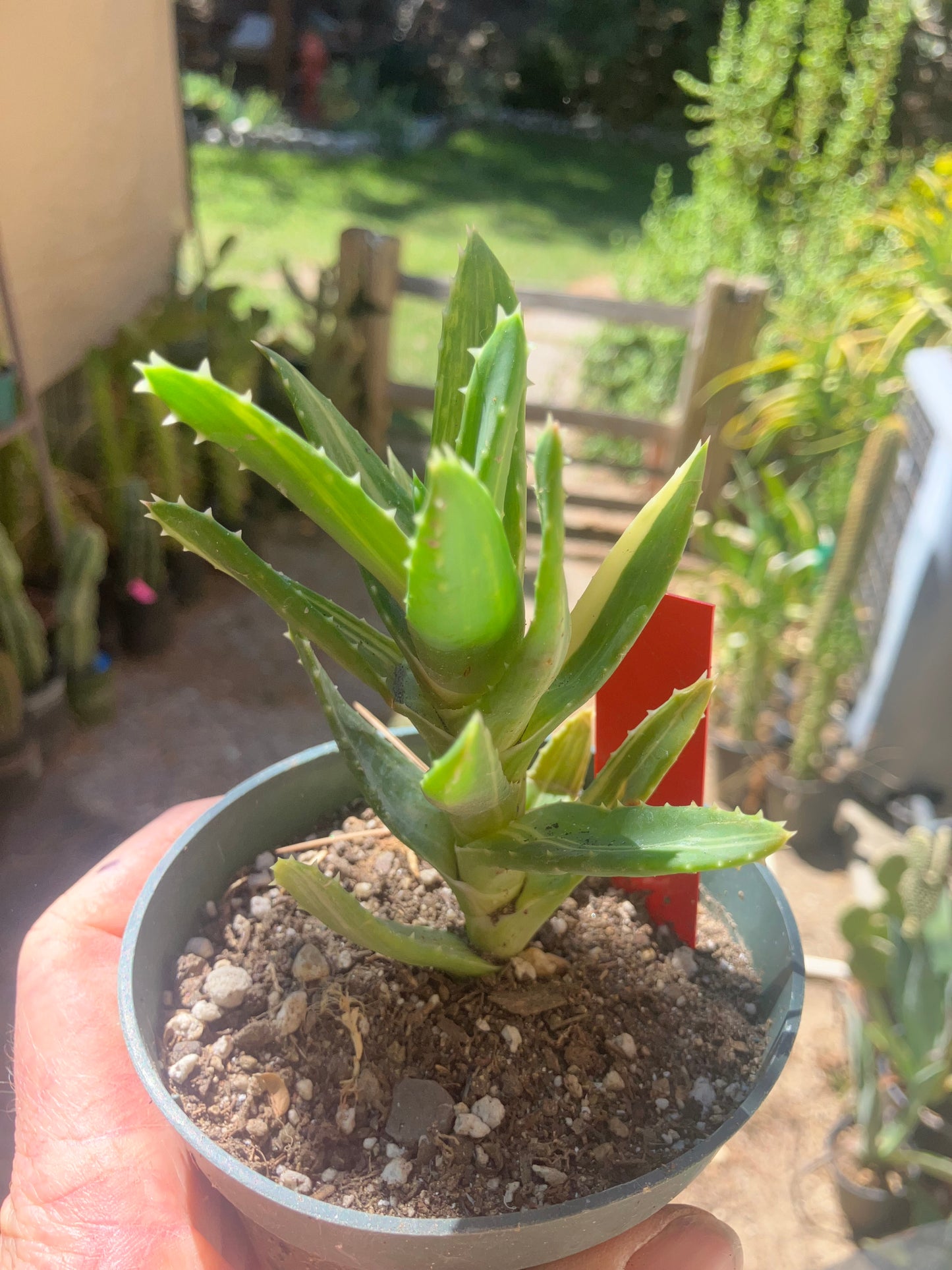 Aloe nobilis Variegated Succulent 3" Tall #R