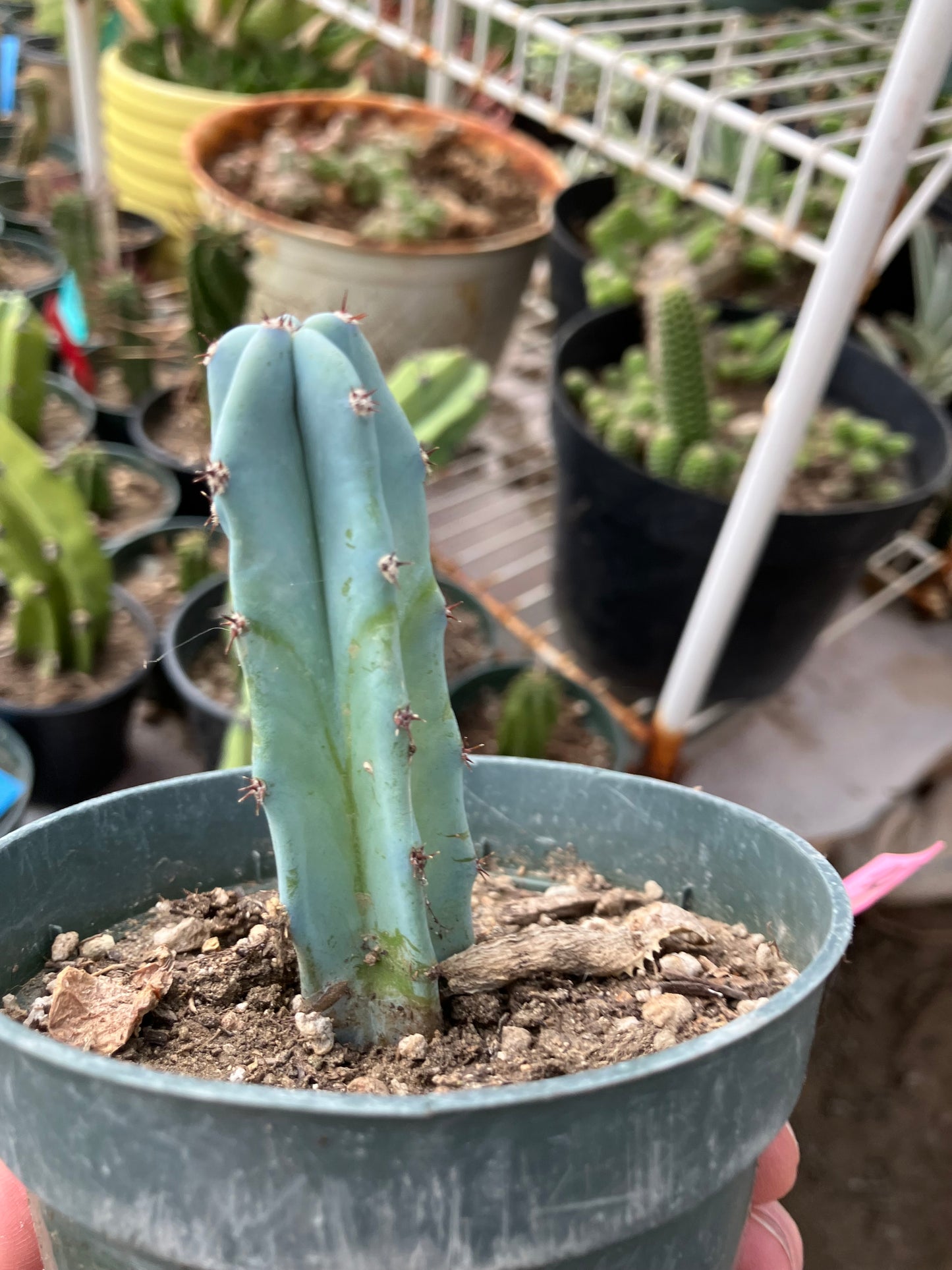 Myrtillocactus geometrizans Blue Myrtle Cactus 3"Tall #32P