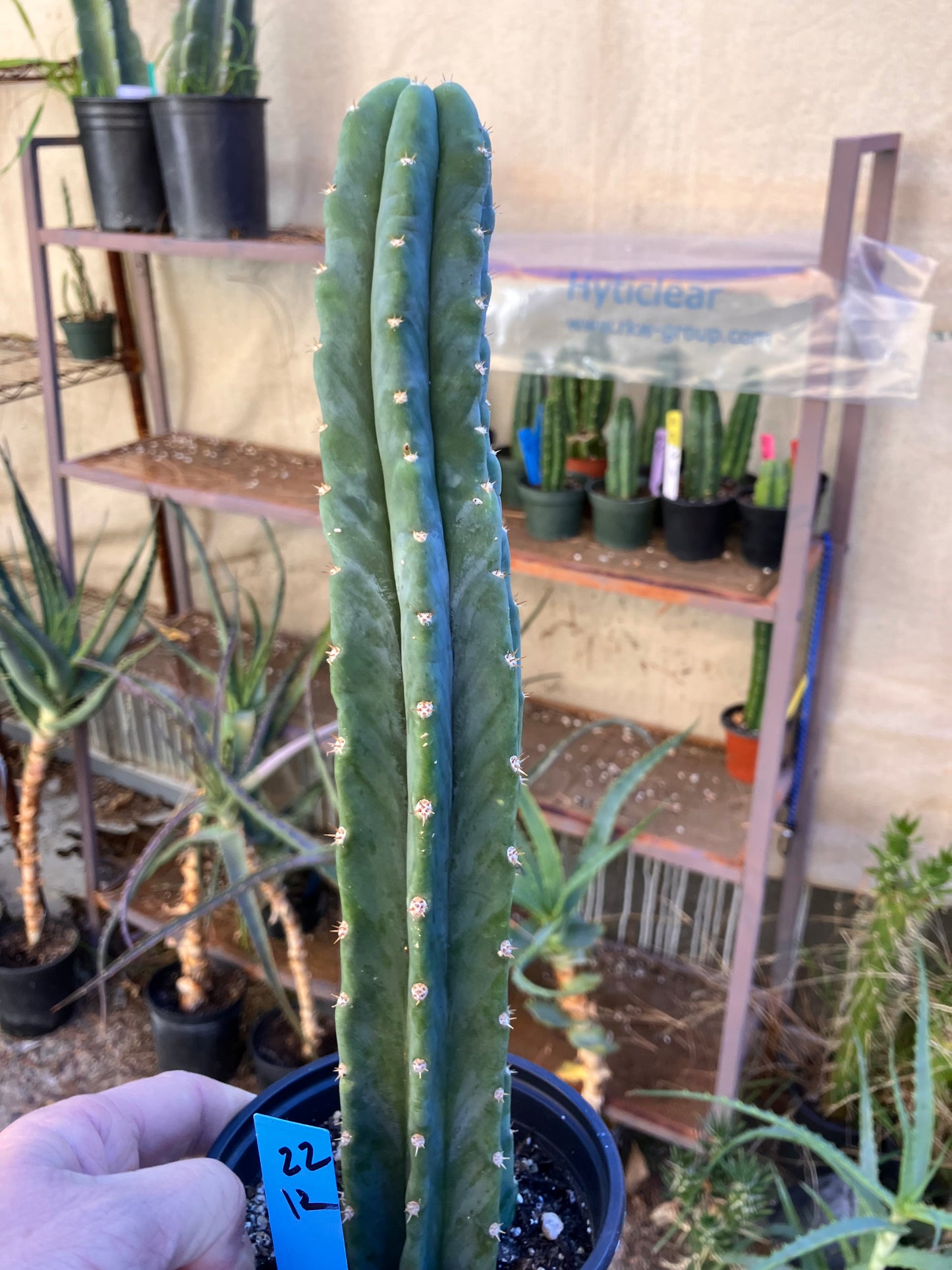 San Pedro Cactus - Trichocereus pachanoi 12"Tall #22B