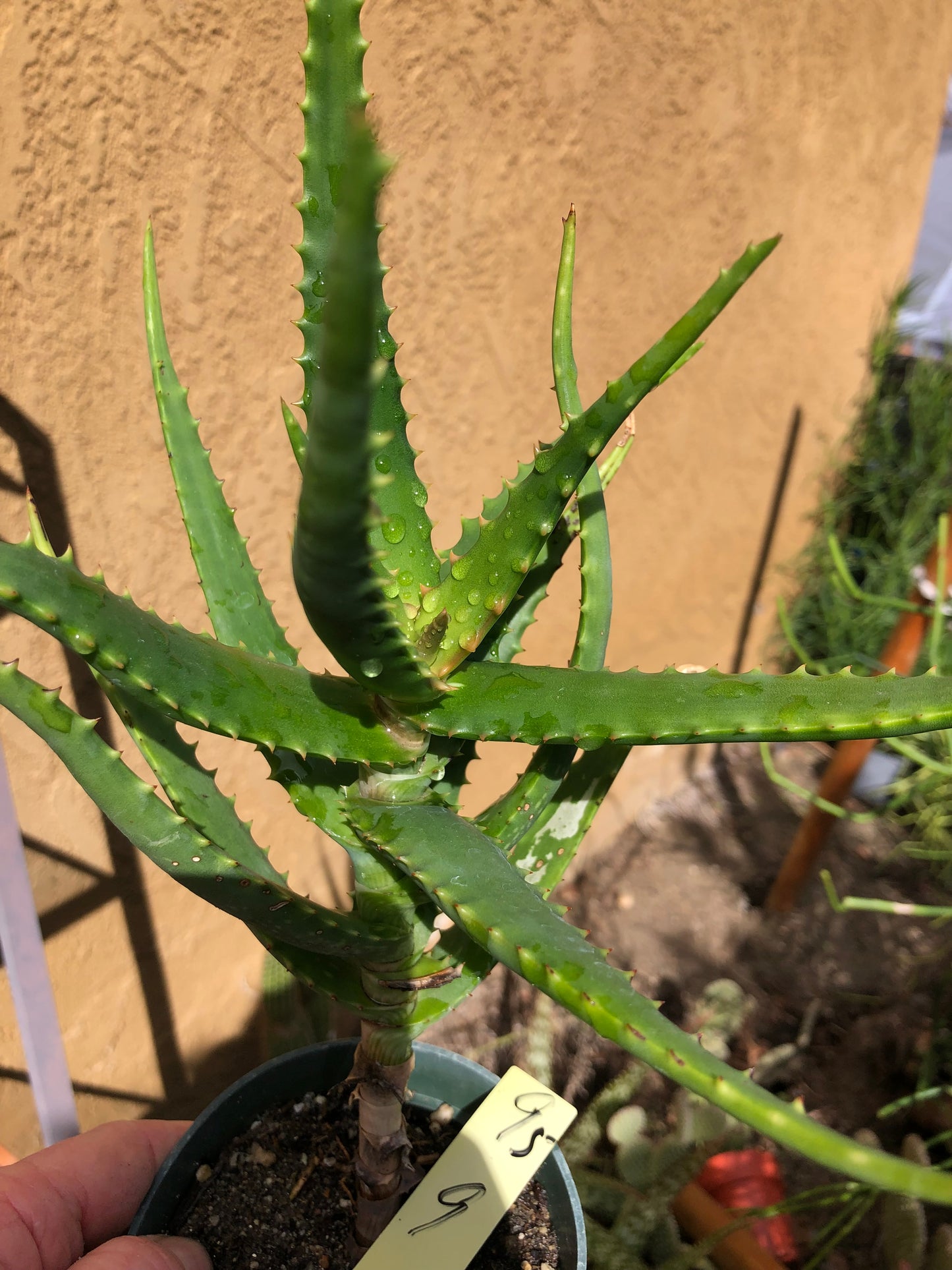 Aloe congolensis Congo Hybrid Succulent 9”Tall #95Y