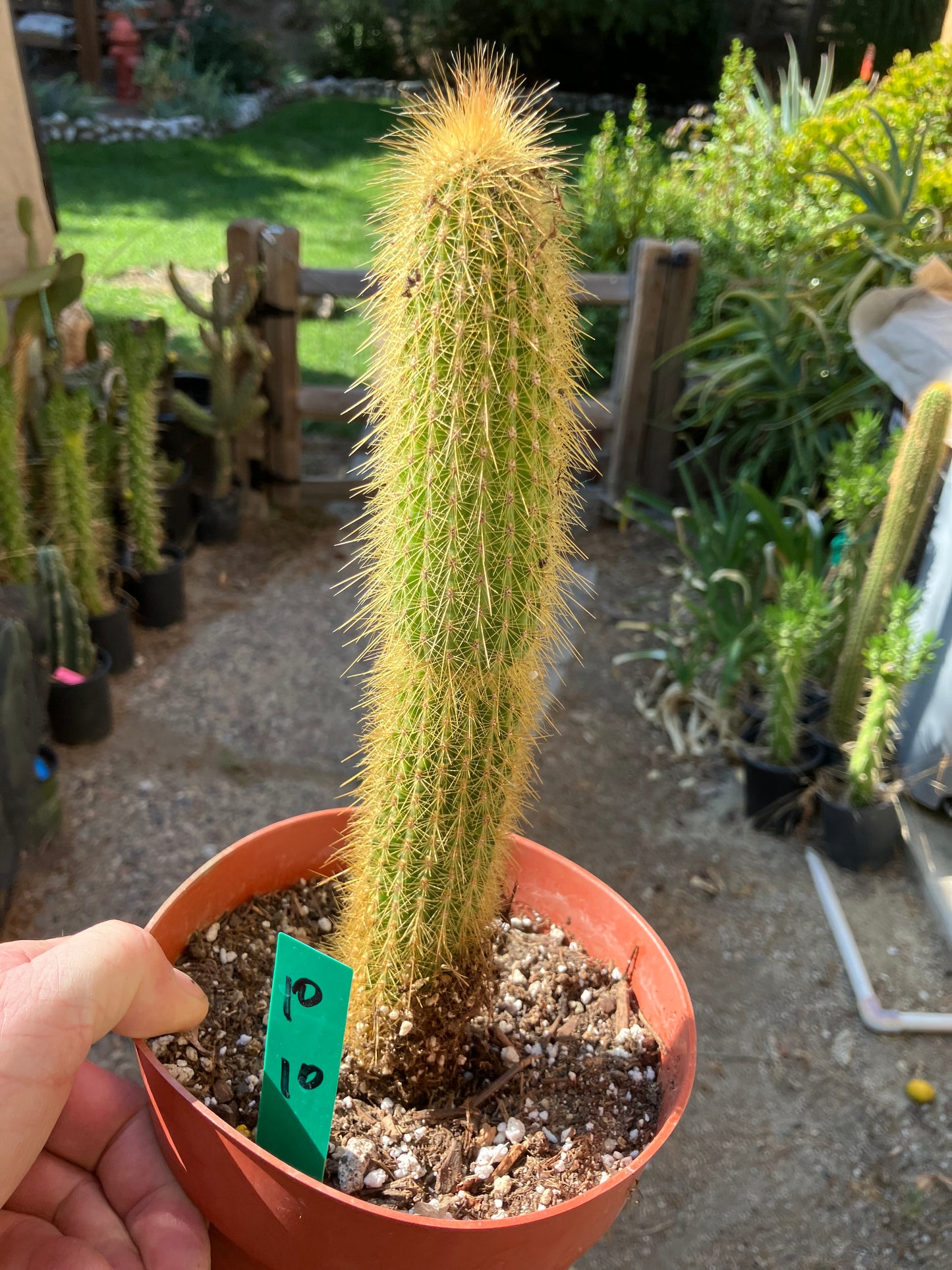 Cleistocactus hyalacanthus Cactus Columnar 10”Tall #10G