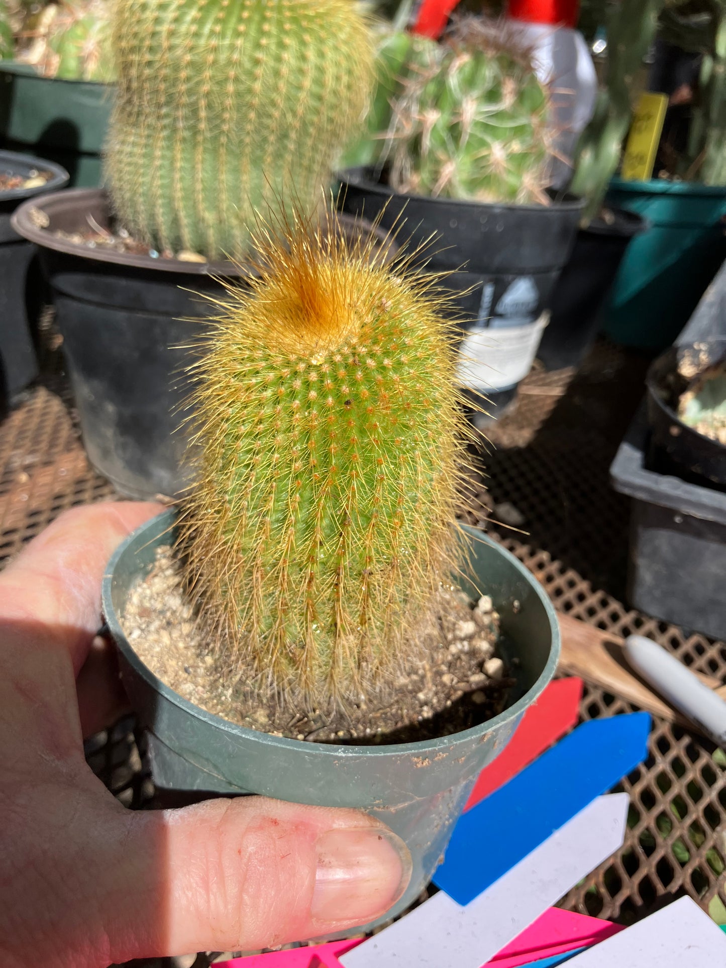 Notocactus leninghausii 3.5"Tall Cactus #60B