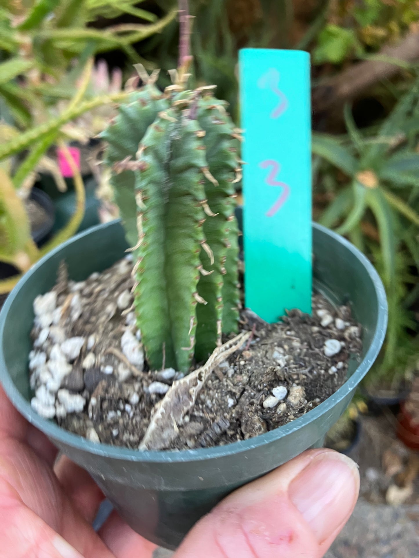 Euphorbia Horrida Noorsveldensis 3" Tall #3G