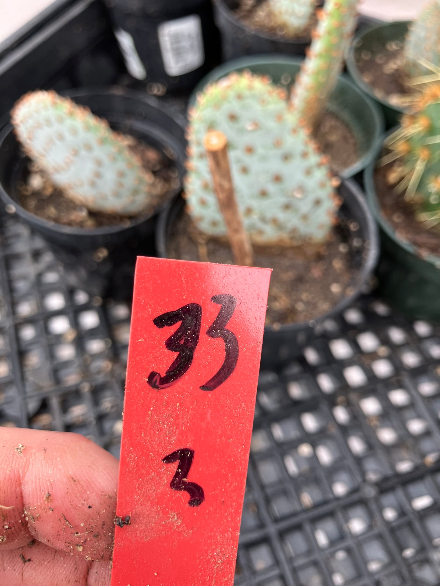 Opuntia Basilaris Beavertail Cactus 3"Tall #33R