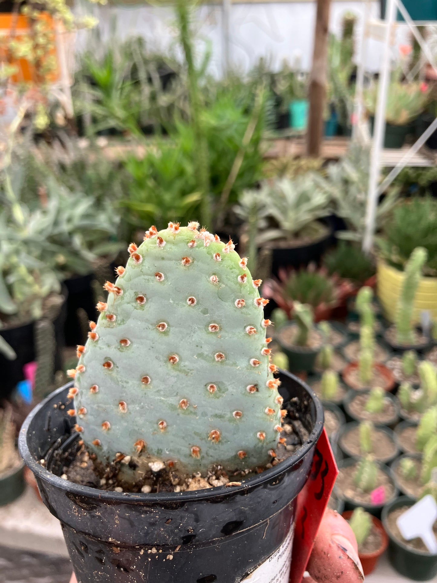 Opuntia Basilaris Beavertail Cactus 3"Tall #33R