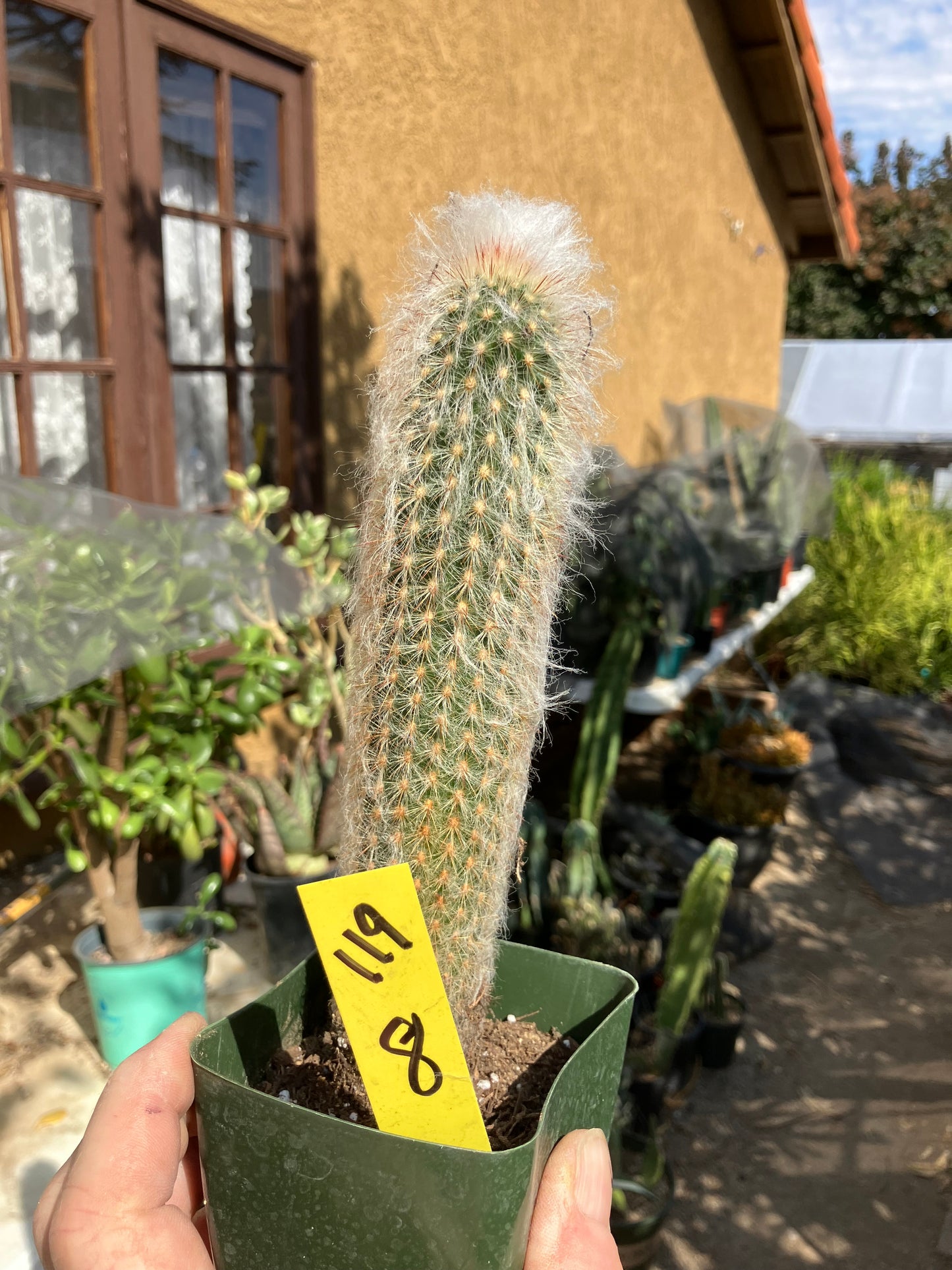 Austrocephalocereus dybowski cabega 8"Tall #119Y Torch