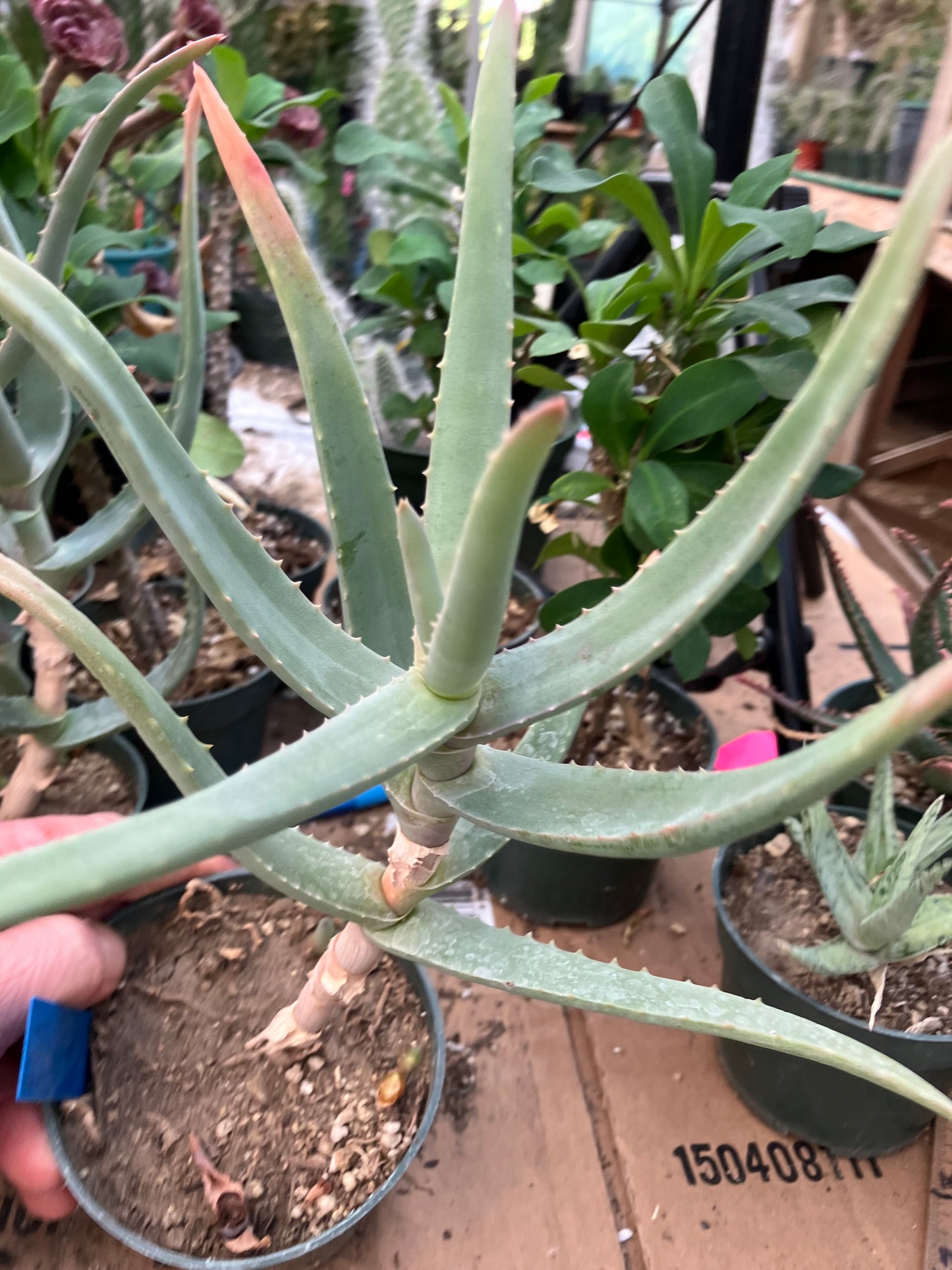 Aloe Hybrid 10"Tall #109B