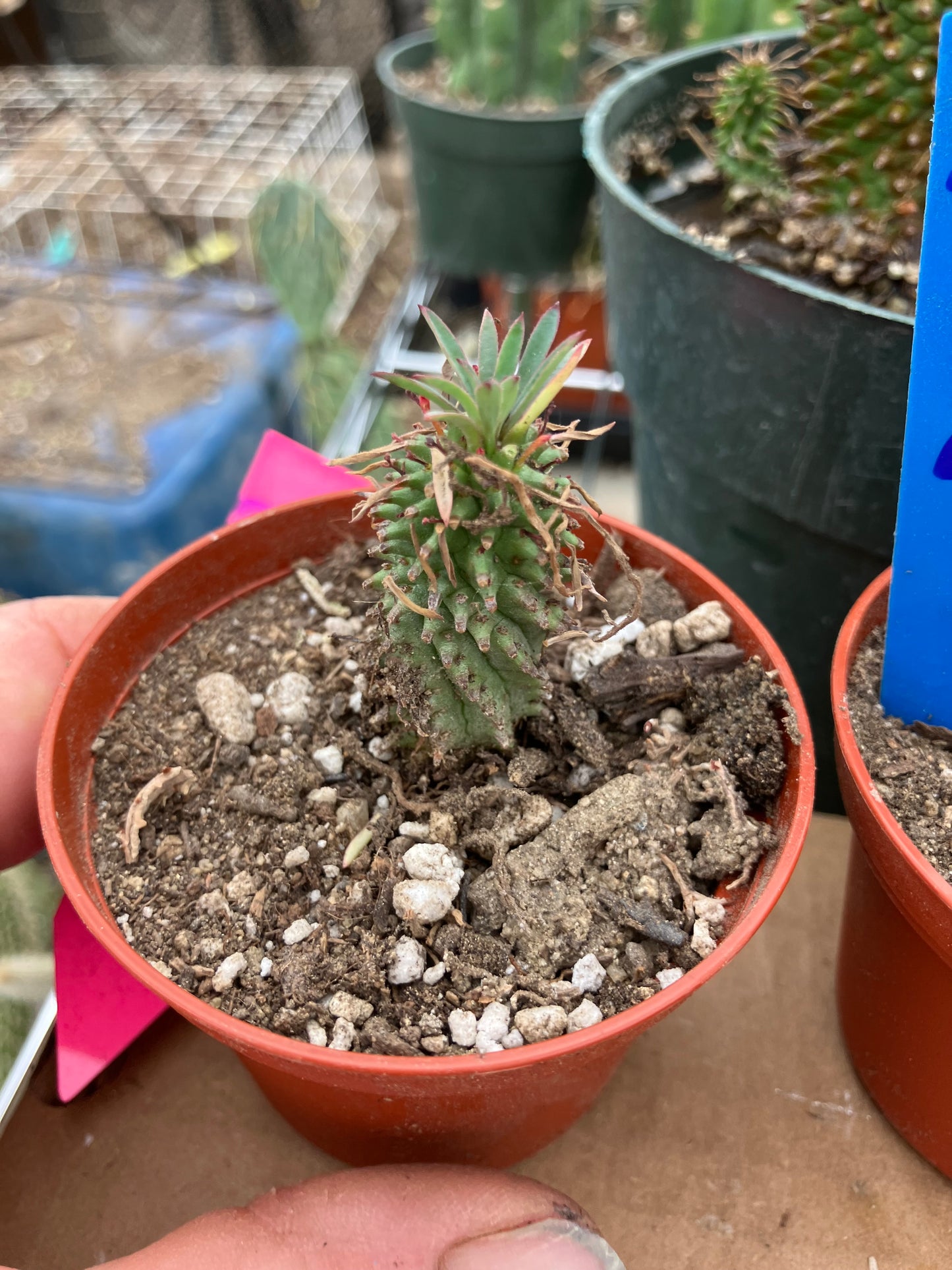 Euphorbia Twinkle Twirl  2" Tall #203P