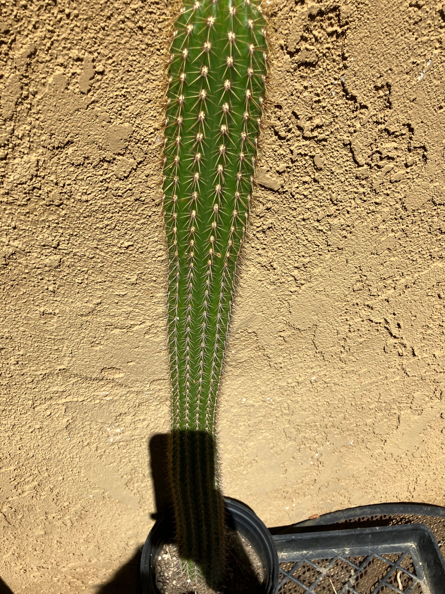 Golden Torch Cactus - Trichocereus spachianus 17" Tall #17G