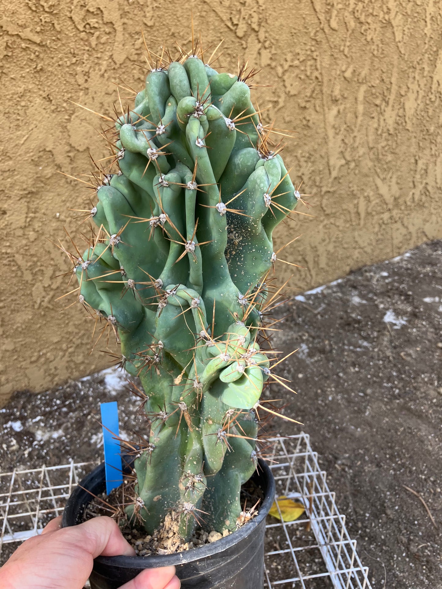 Cereus Peruvianus Monstrose Night Blooming 15”Tall #157B