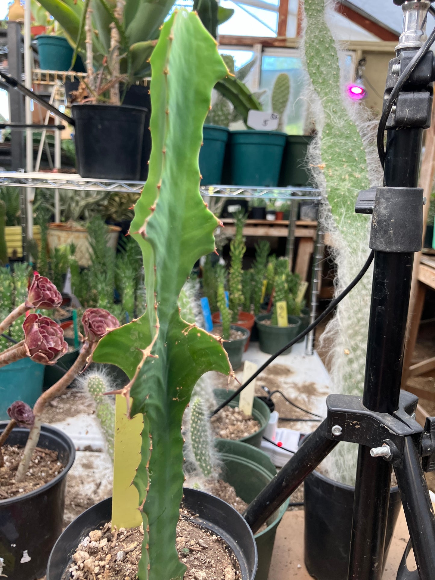 Euphorbia pseudocactus Zig Zag 9”Tall #102Y