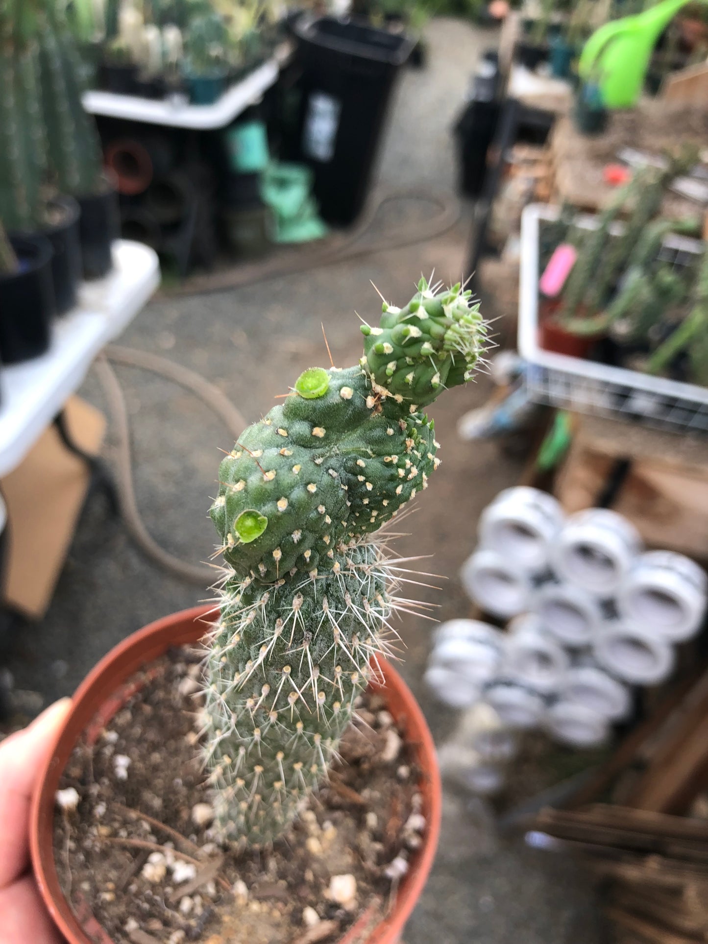 Cylindropuntia fulgida Cholla Boxing Glove Cactus Crest 6.5"Tall #63W