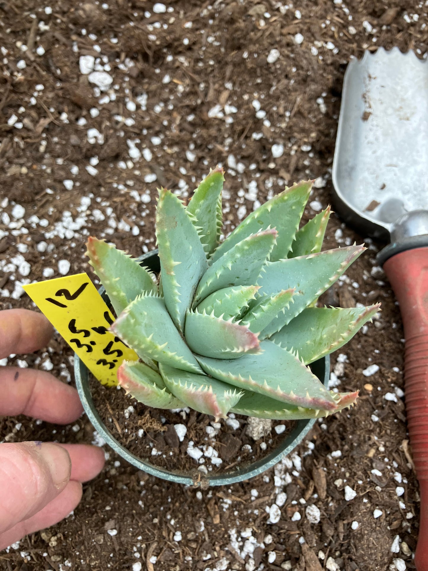 Aloe Brevifolia Short Leaf Aloe  Succulent 3.5"W 3.5"Tall #12Y