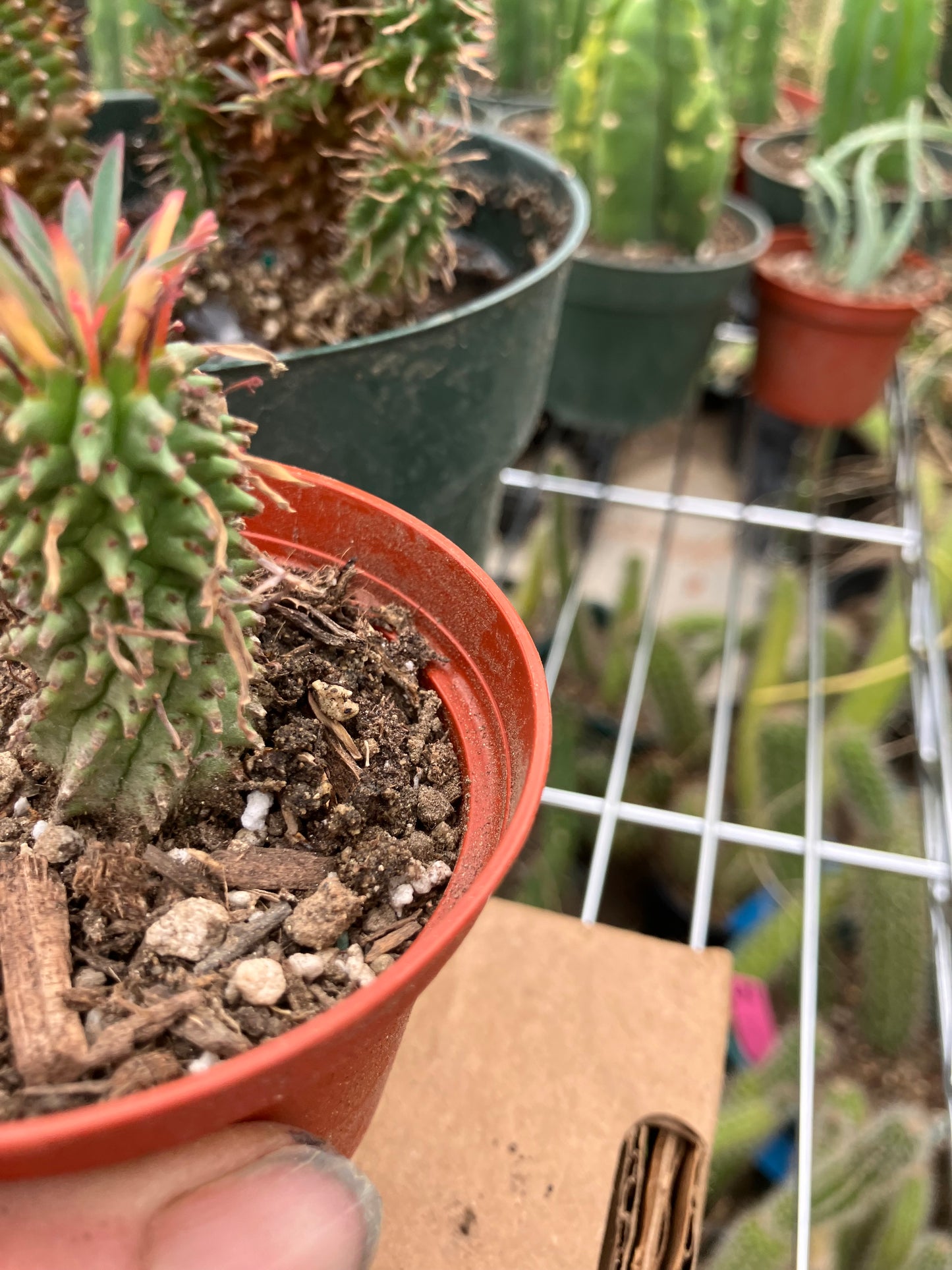 Euphorbia Twinkle Twirl  2" Tall #205W