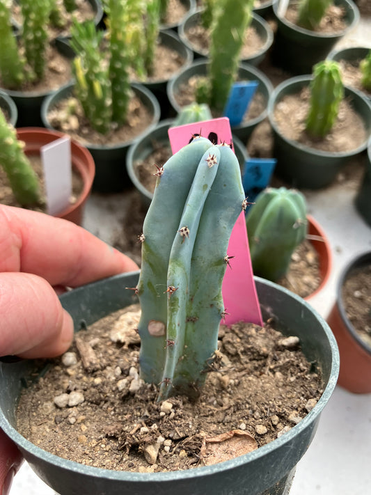 Myrtillocactus geometrizans Blue Myrtle Cactus 3"Tall #32P