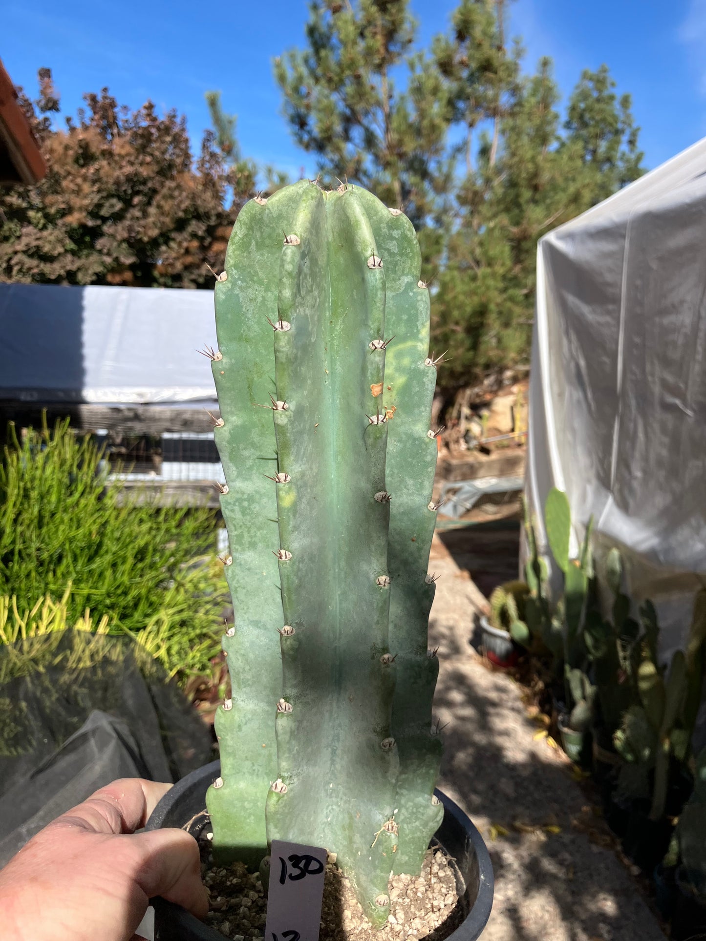 Cereus Peruvianus Night Blooming 13”Tall #130W