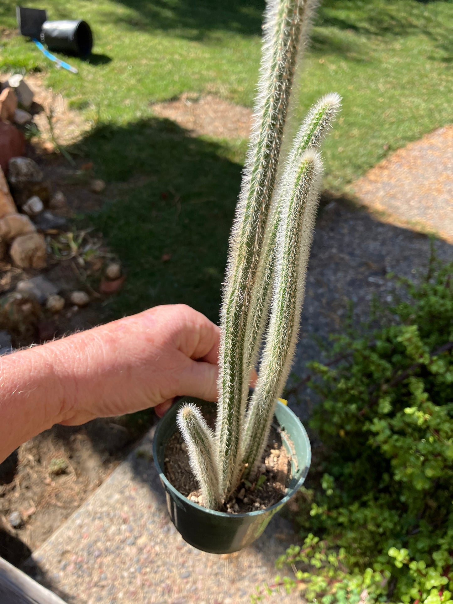 Corryocactus erectus "Red Hot Chili Poker" Cactus 11" Tall #11Y